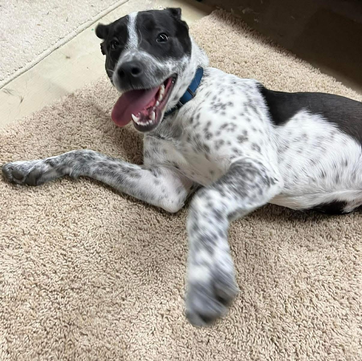 Enlarge Charlie, a ADOPTABLE mixed breed in Brooks, ME image 2/3