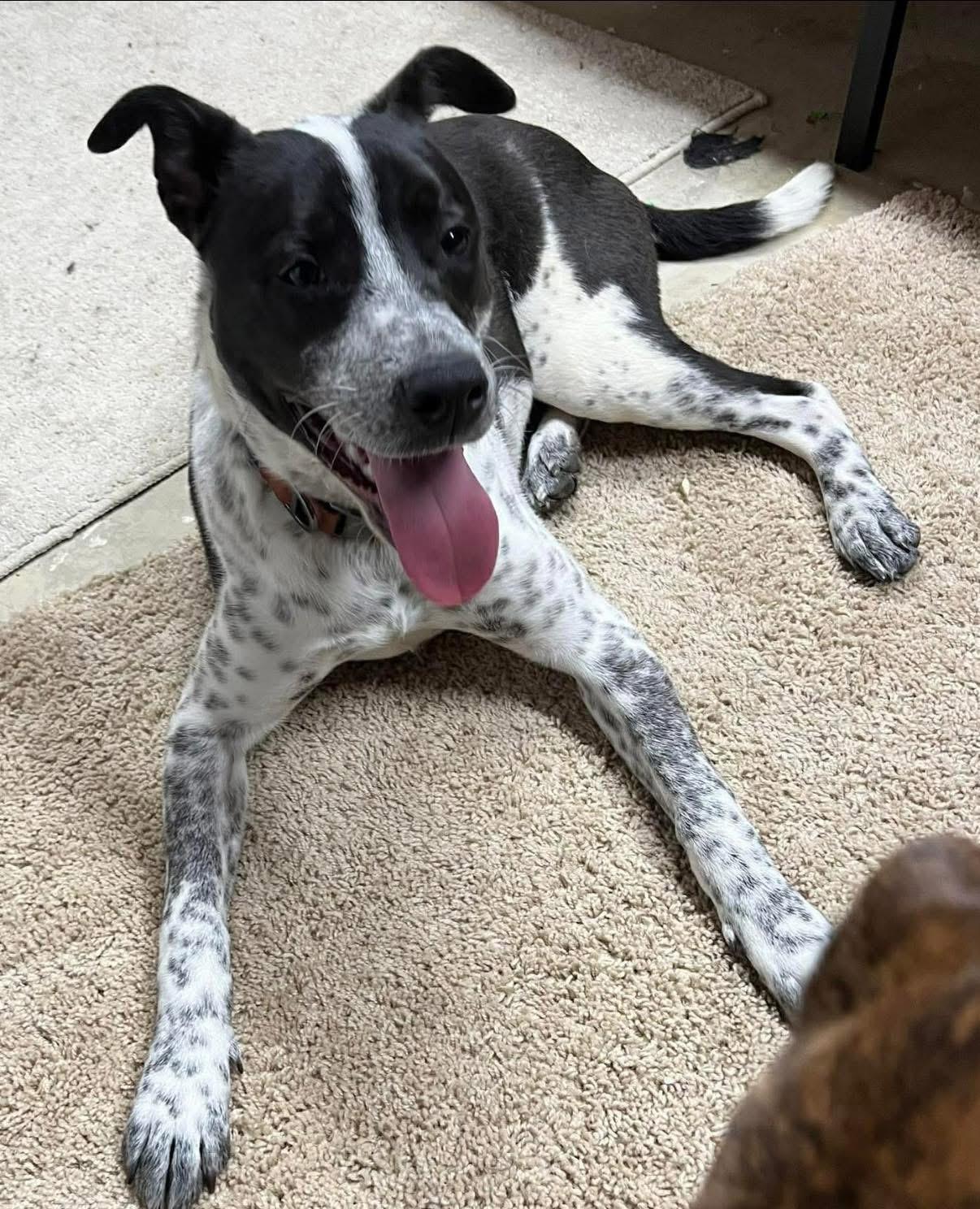 Enlarge Charlie, a ADOPTABLE mixed breed in Brooks, ME image 1/3