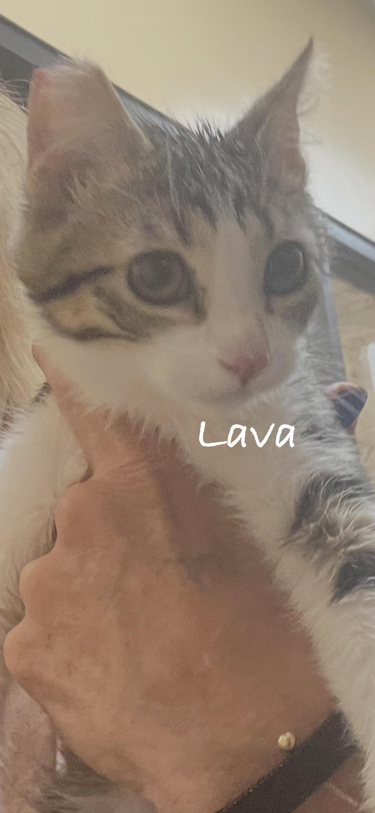 Lava, adopted, Kitten Male Domestic Short Hair.