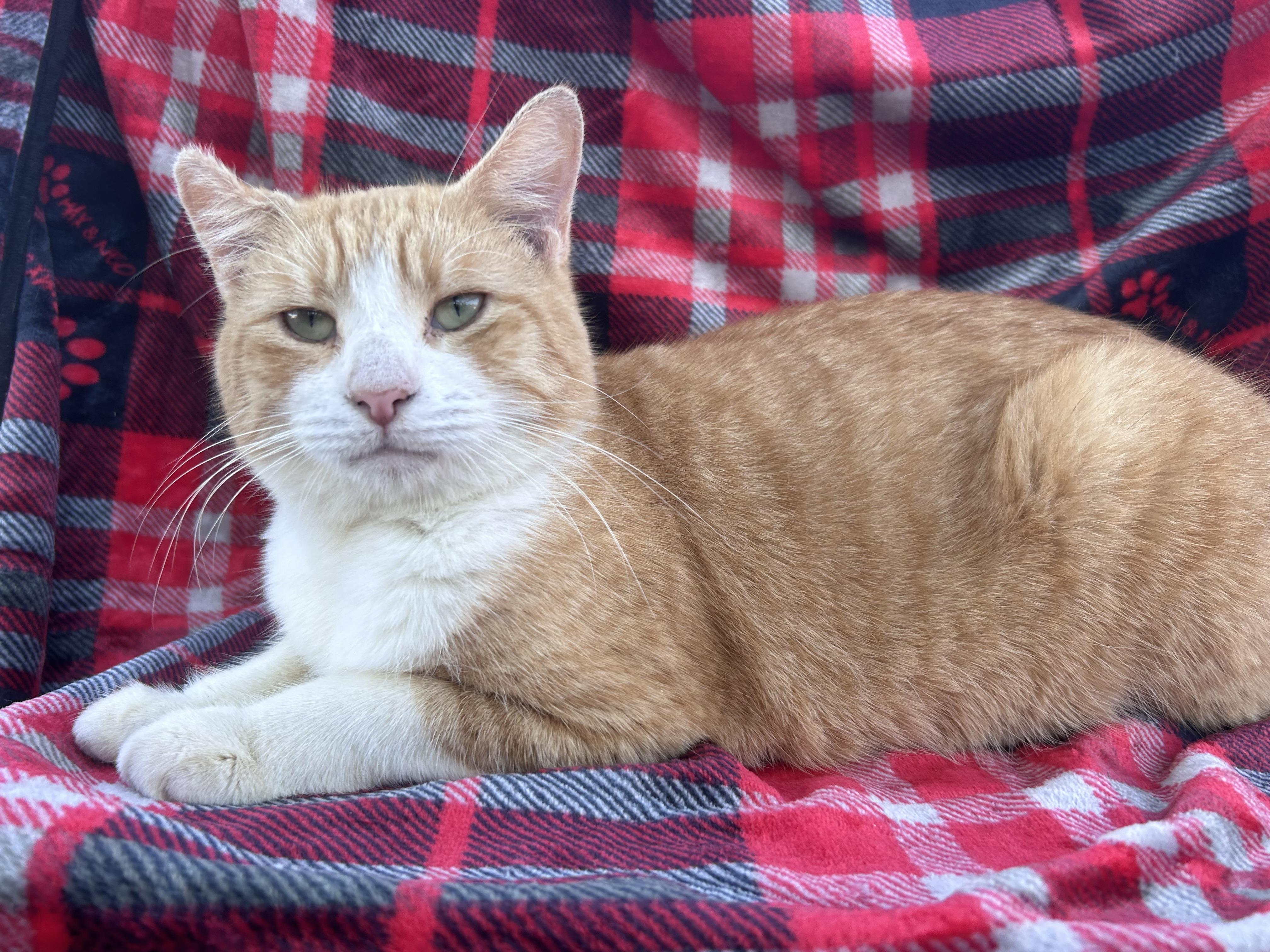 Enlarge Wally, an adopted Domestic Short Hair in KINGWOOD, TX image 3/6