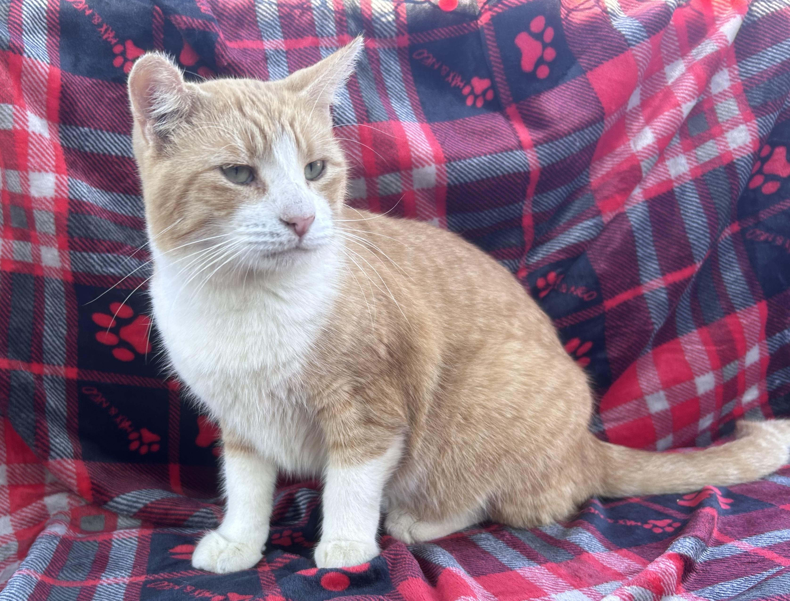 Enlarge Wally, an adopted Domestic Short Hair in KINGWOOD, TX image 4/6