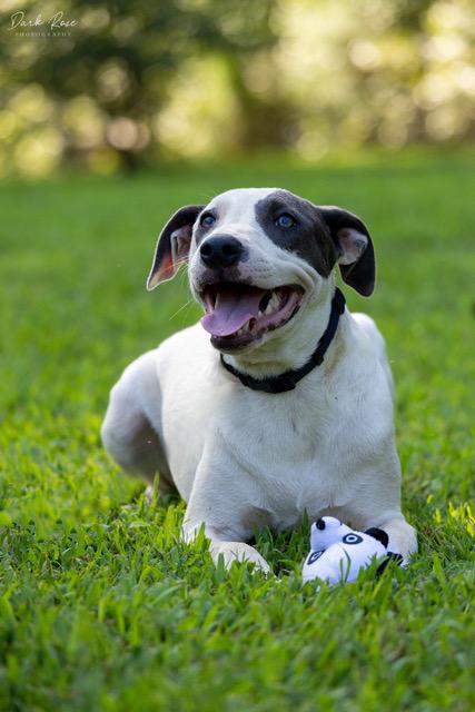 Cloud, Adoptable, Young Female Labrador Retriever & Whippet.