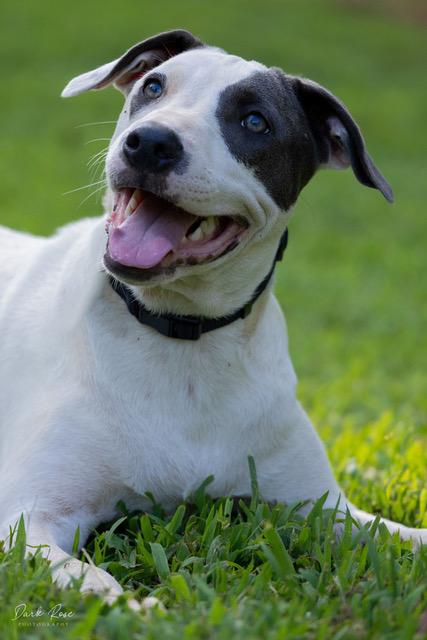 Enlarge Cloud, an adoptable mixed breed in Milner, GA image 2/4