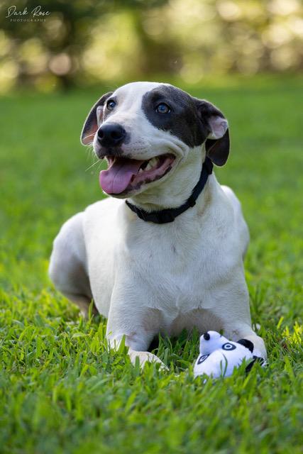 Cloud, an adoptable Labrador Retriever, Whippet in Milner, GA, 30257 | Photo Image 2