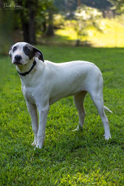 Cloud, an adoptable Labrador Retriever, Whippet in Milner, GA, 30257 | Photo Image 1