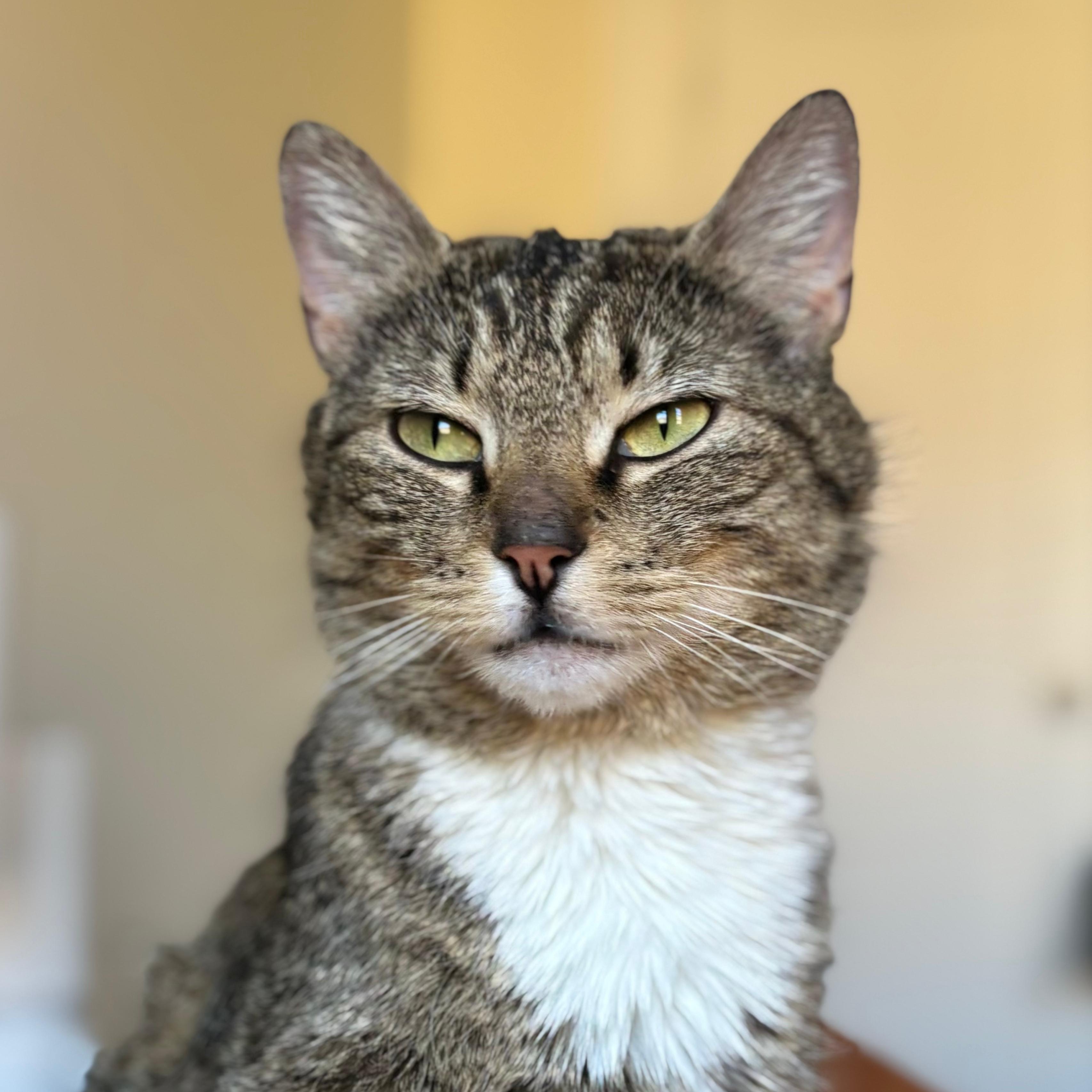 Naomi, a ADOPTABLE Domestic Short Hair in Astoria, NY image 5/5