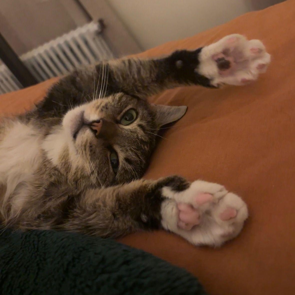 Naomi, a ADOPTABLE Domestic Short Hair in Astoria, NY image 4/5