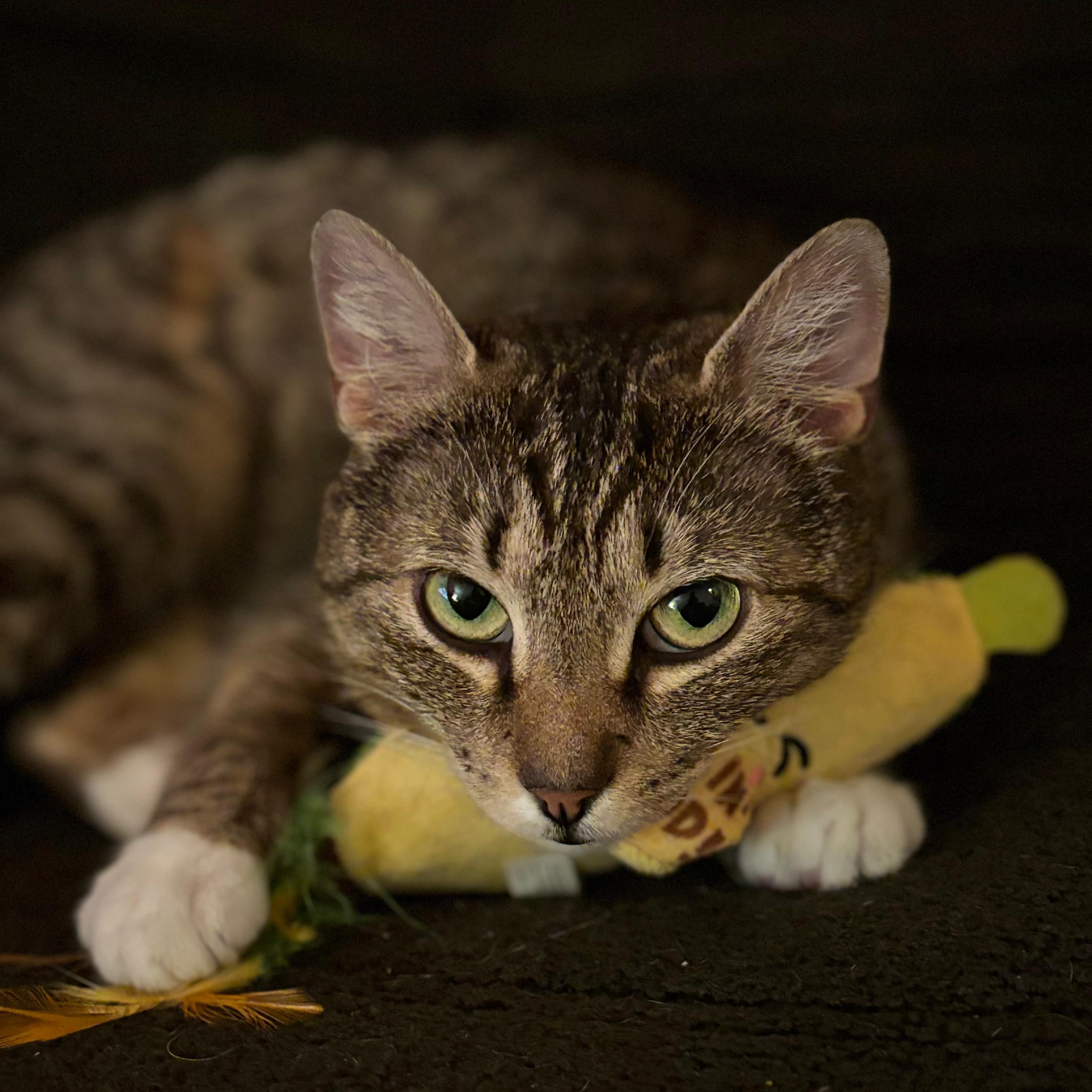 Naomi, ADOPTABLE, Young Female Domestic Short Hair.