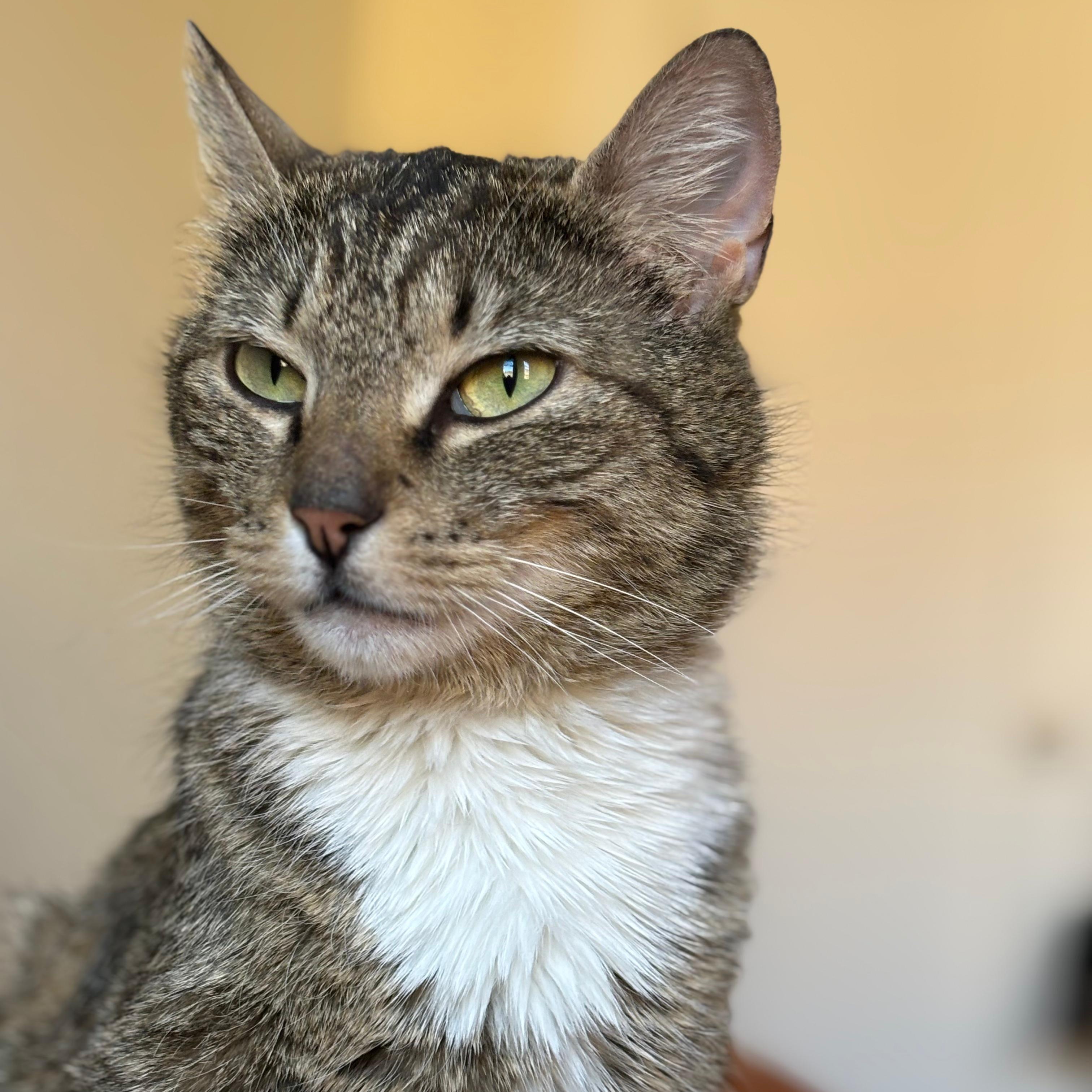 Naomi, a ADOPTABLE Domestic Short Hair in Astoria, NY image 3/5