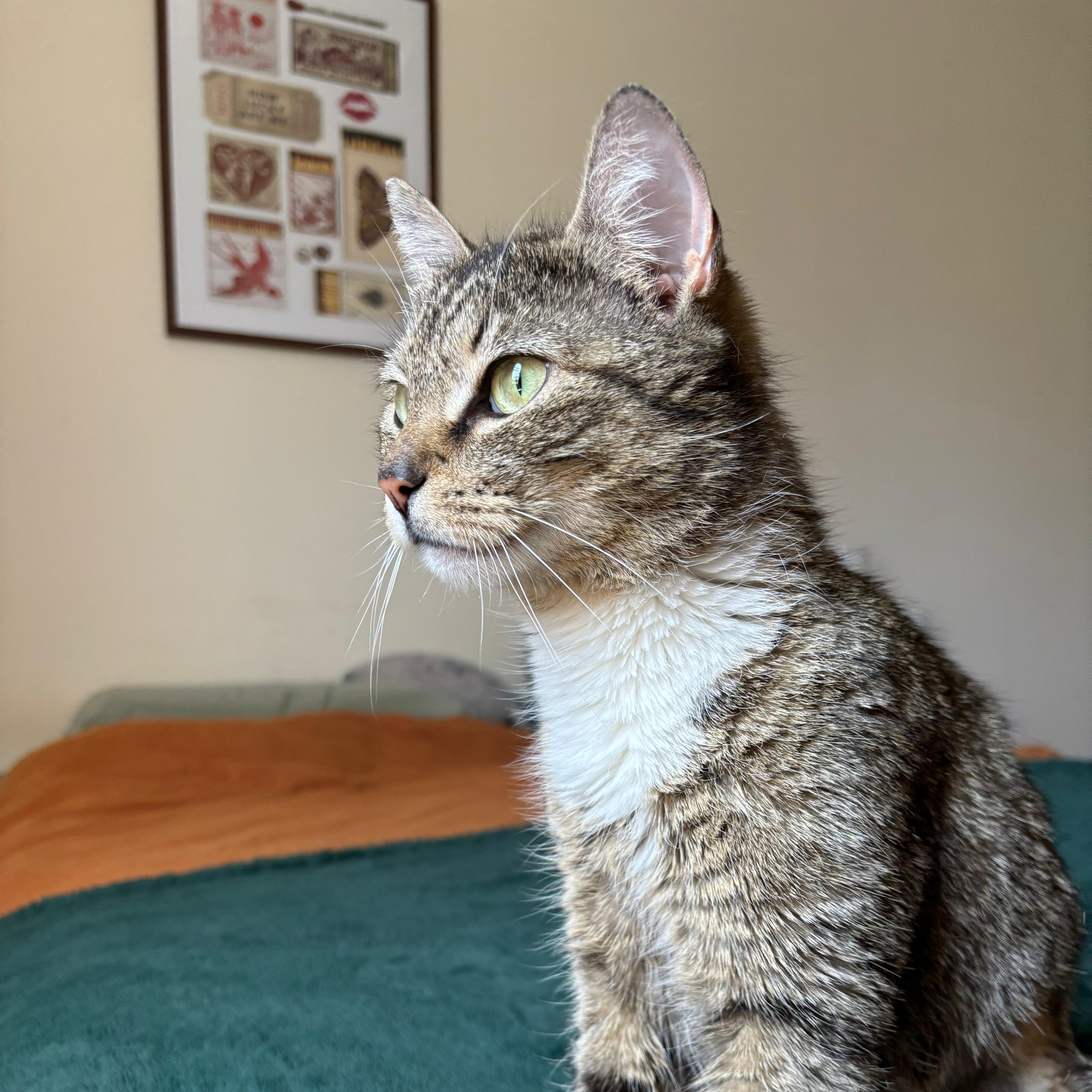 Naomi, a ADOPTABLE Domestic Short Hair in Astoria, NY image 2/5