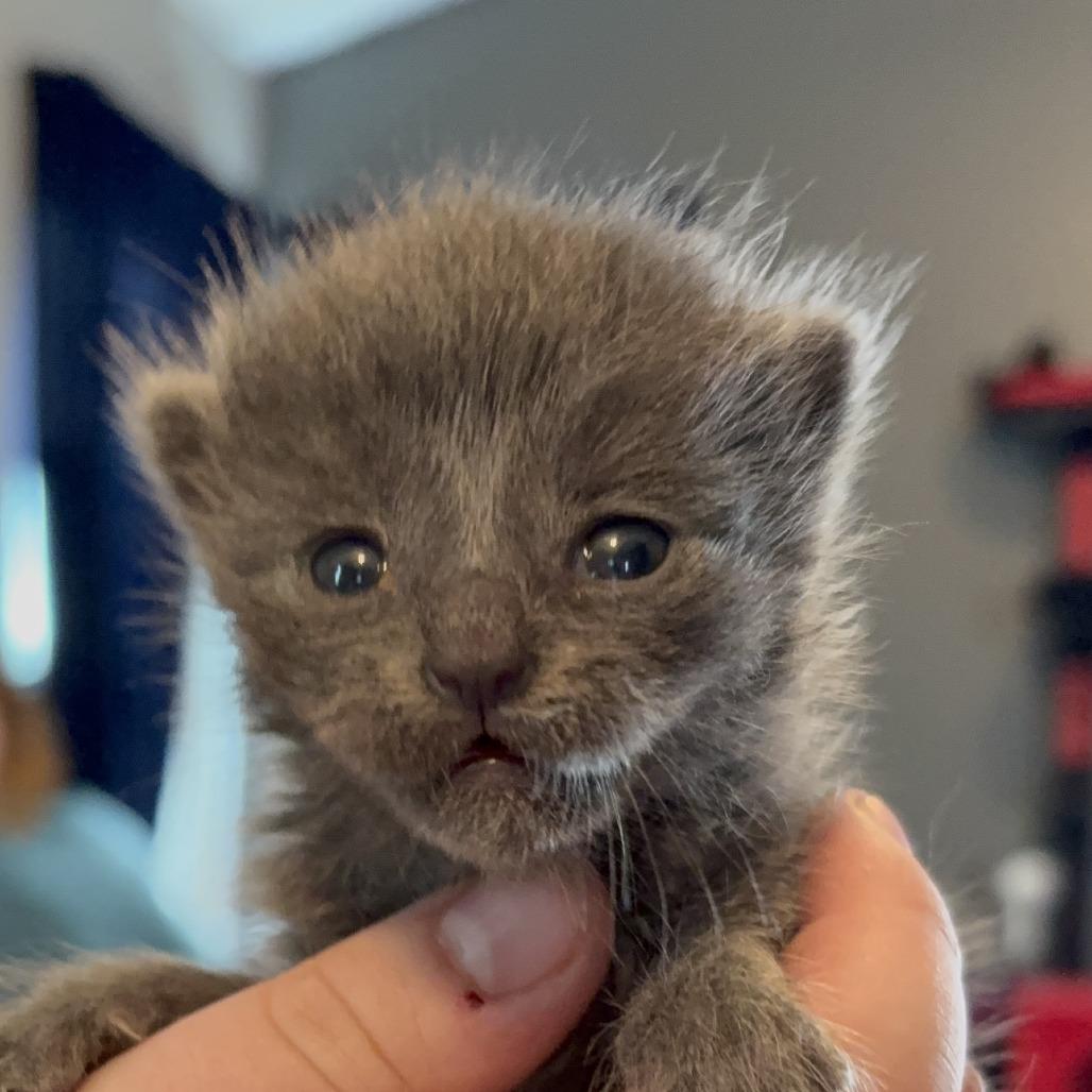 Gull, Adoptable, Kitten Female Domestic Medium Hair.