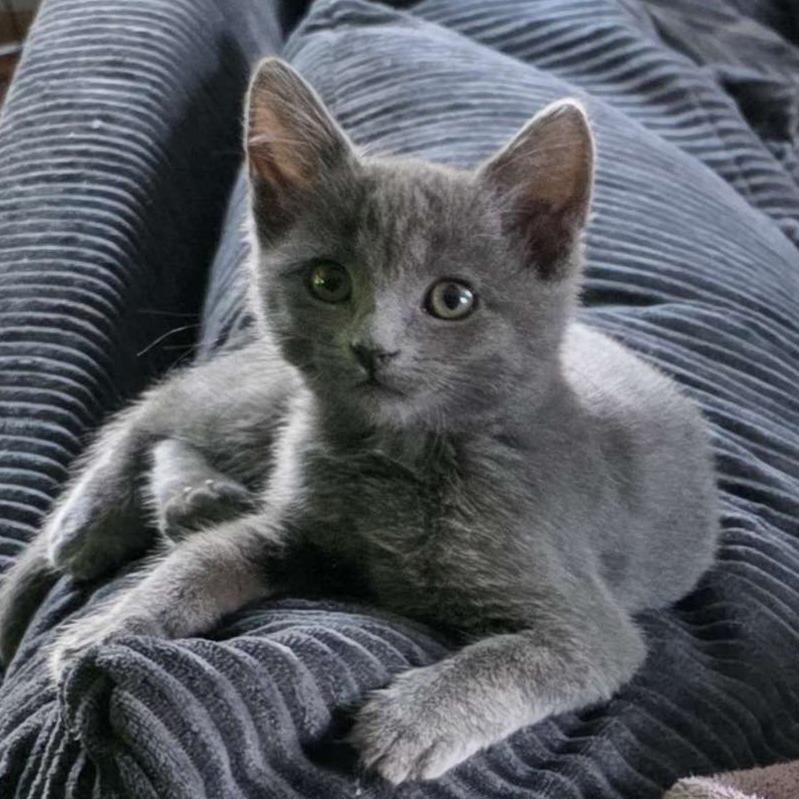 Enlarge Gull, a Adoptable Domestic Medium Hair in Delaware, OH image 2/2