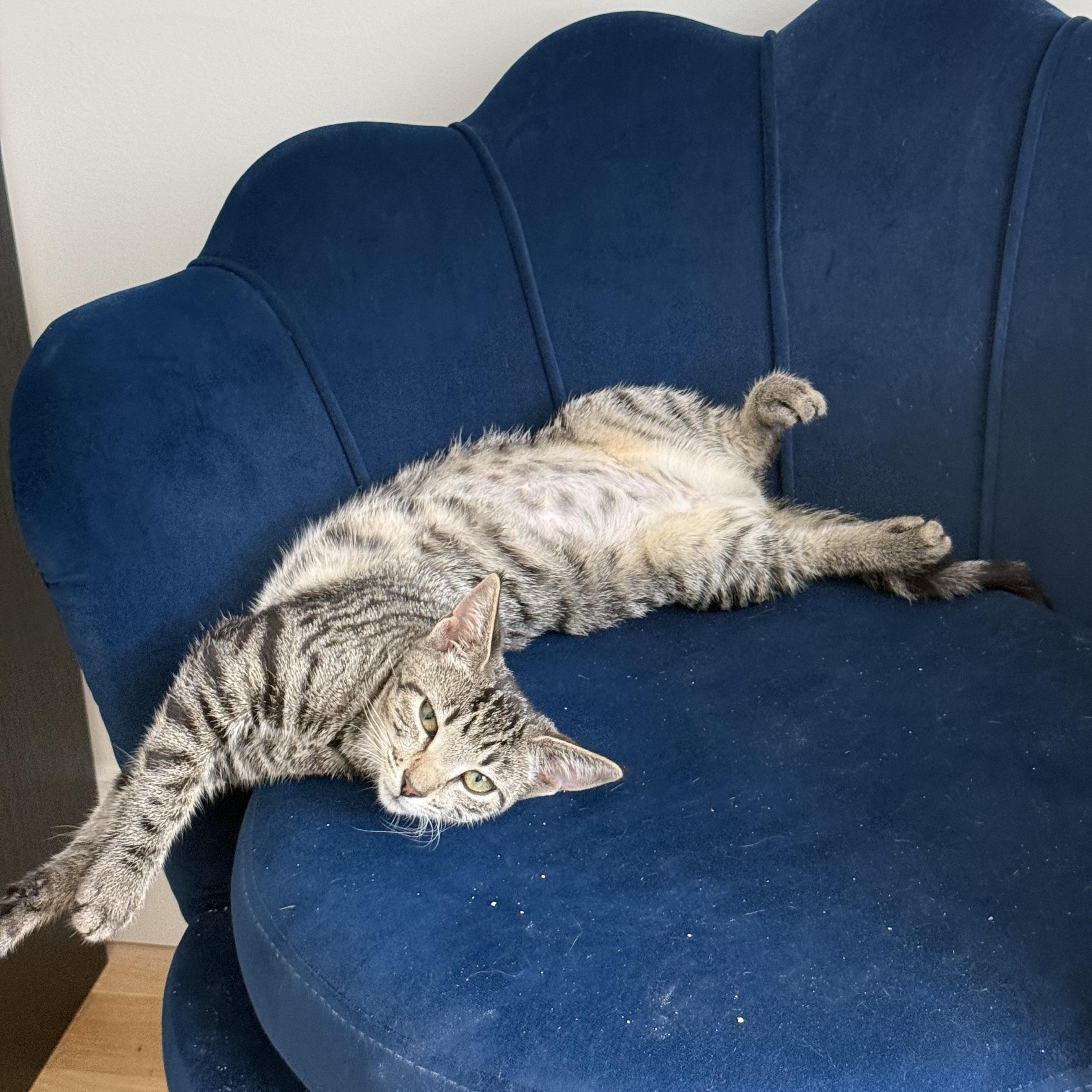 Enlarge Cleo, a Adoptable Domestic Short Hair in Brooklyn, NY image 1/3