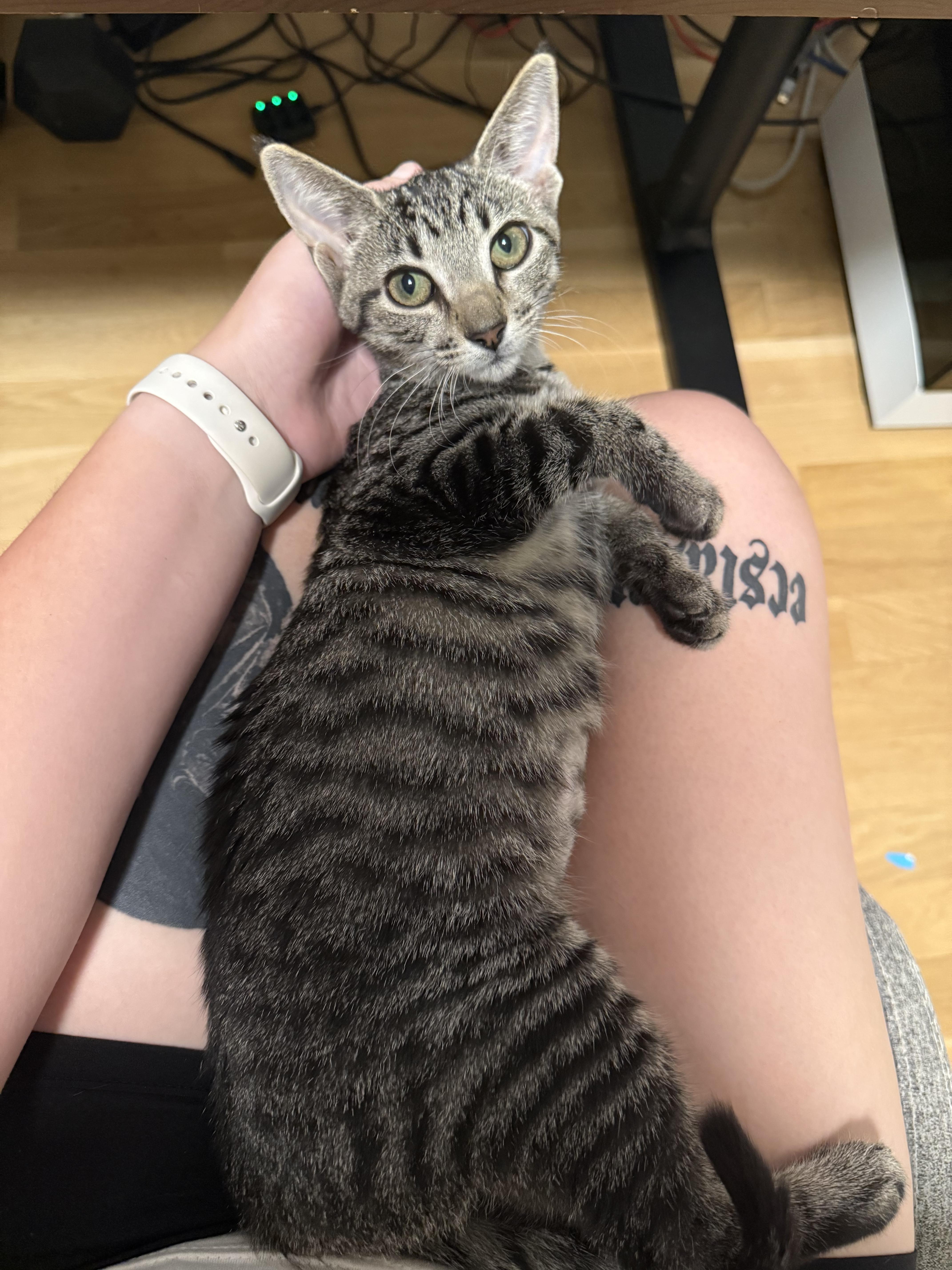 Enlarge Cleo, a Adoptable Domestic Short Hair in Brooklyn, NY image 3/3