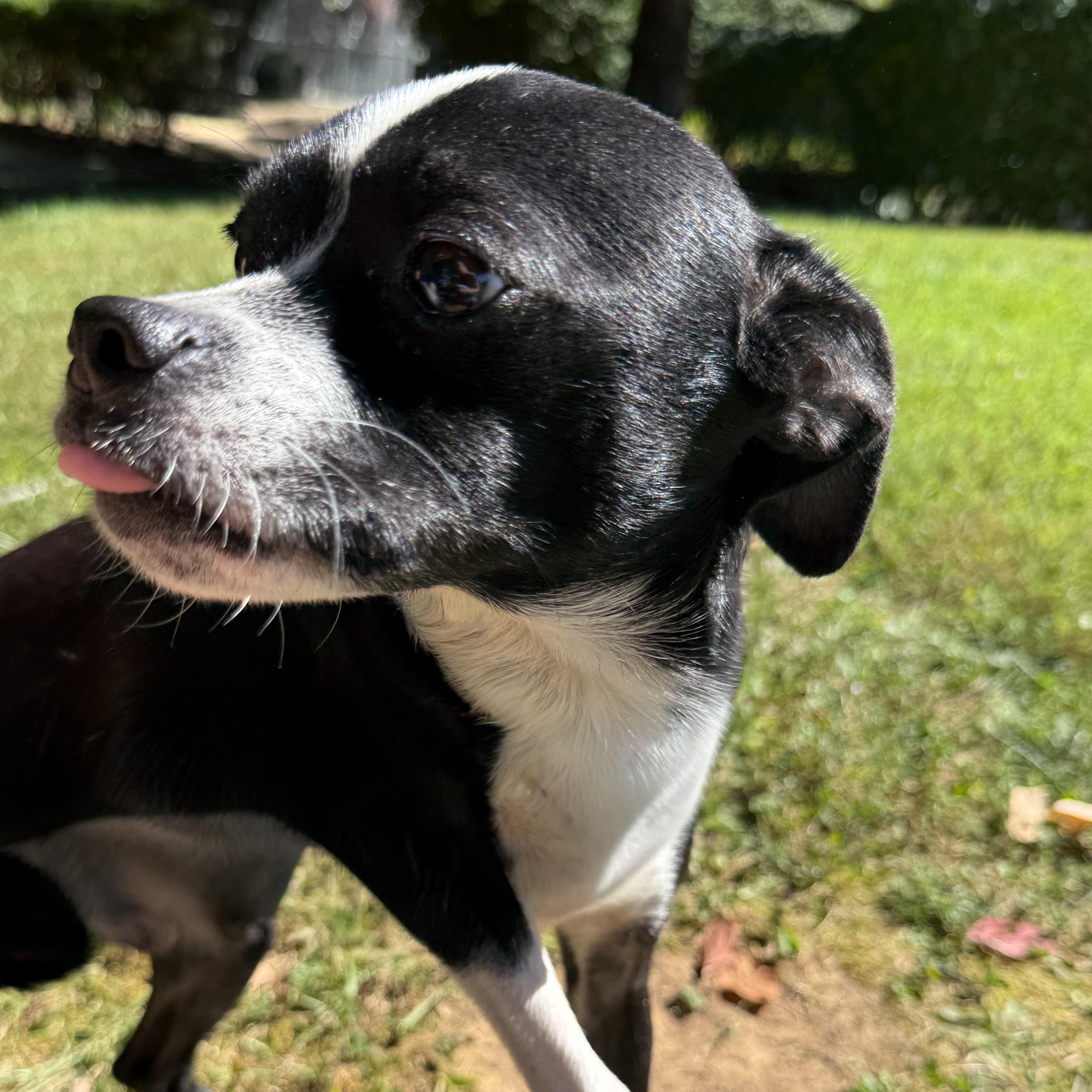 Dubble Bubble, a Adoptable mixed breed in Latrobe, PA image 3/6