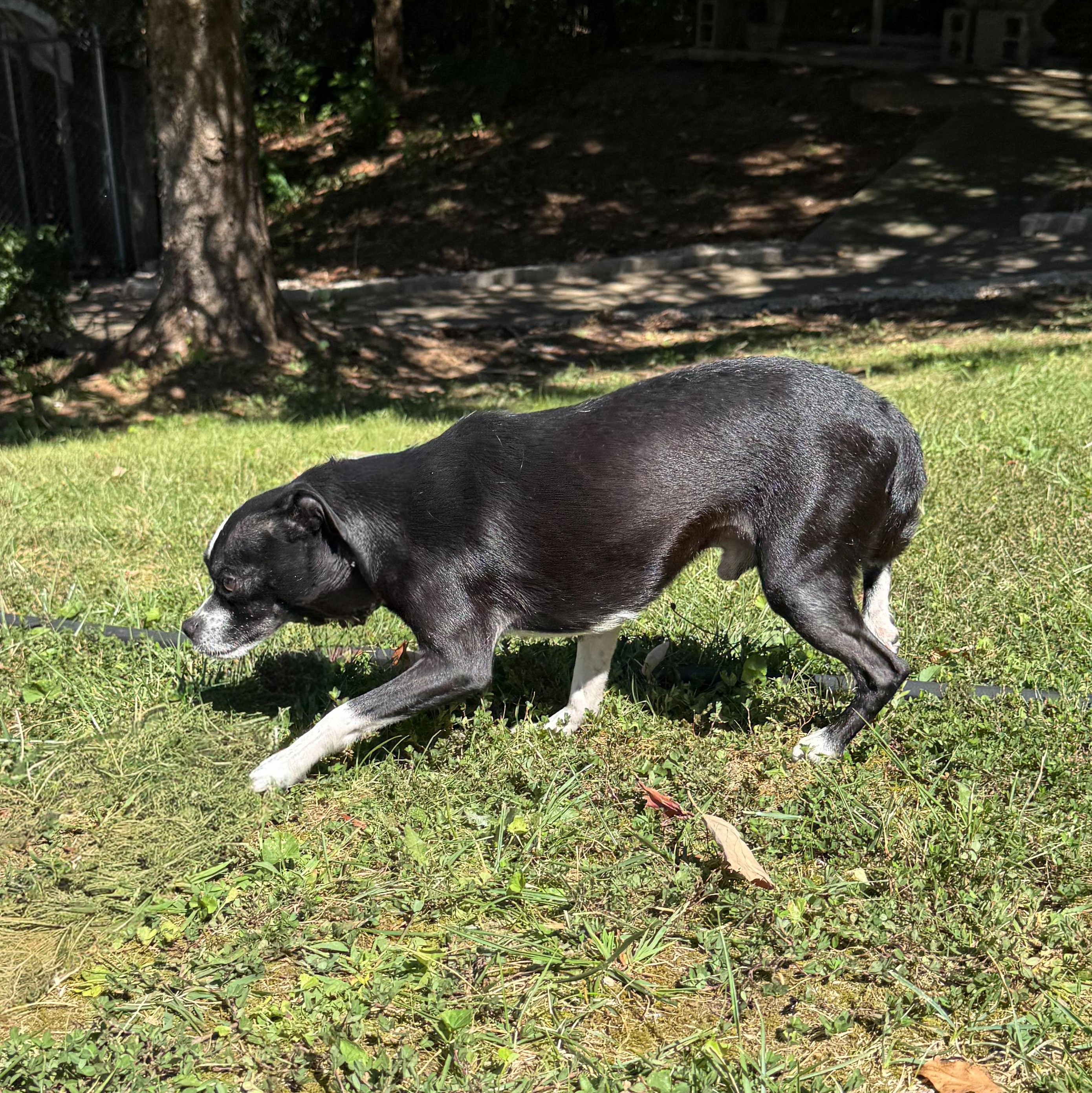 Dubble Bubble, a Adoptable mixed breed in Latrobe, PA image 5/6