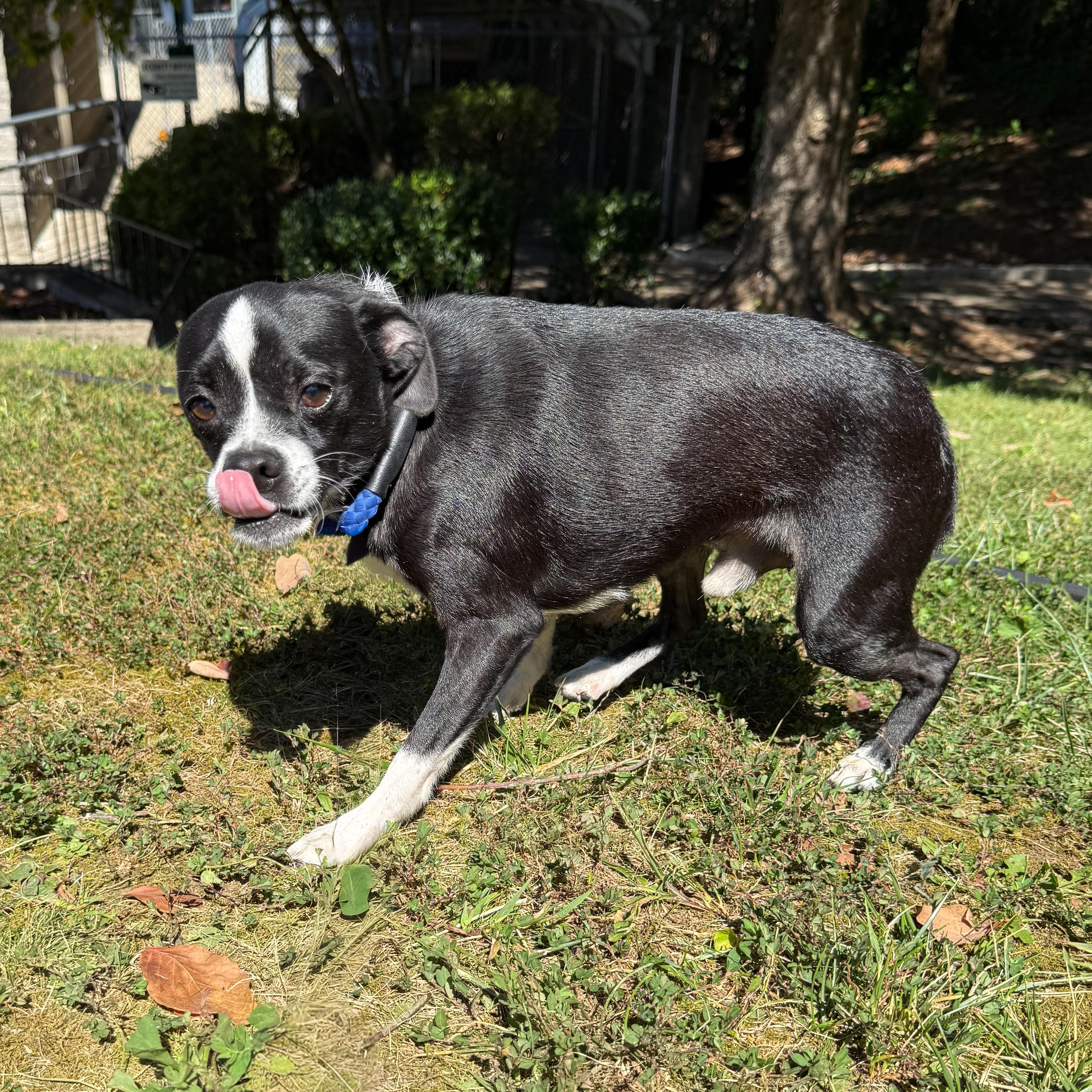 Dubble Bubble thumbnail 5