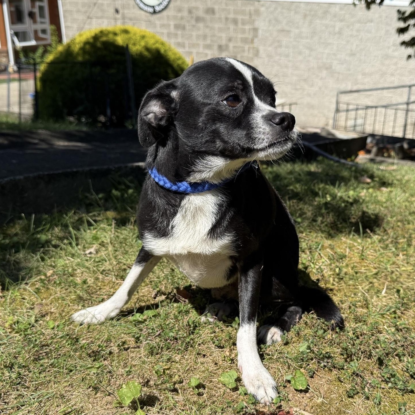 Dubble Bubble, Adoptable, Adult Male Chihuahua & Boston Terrier.