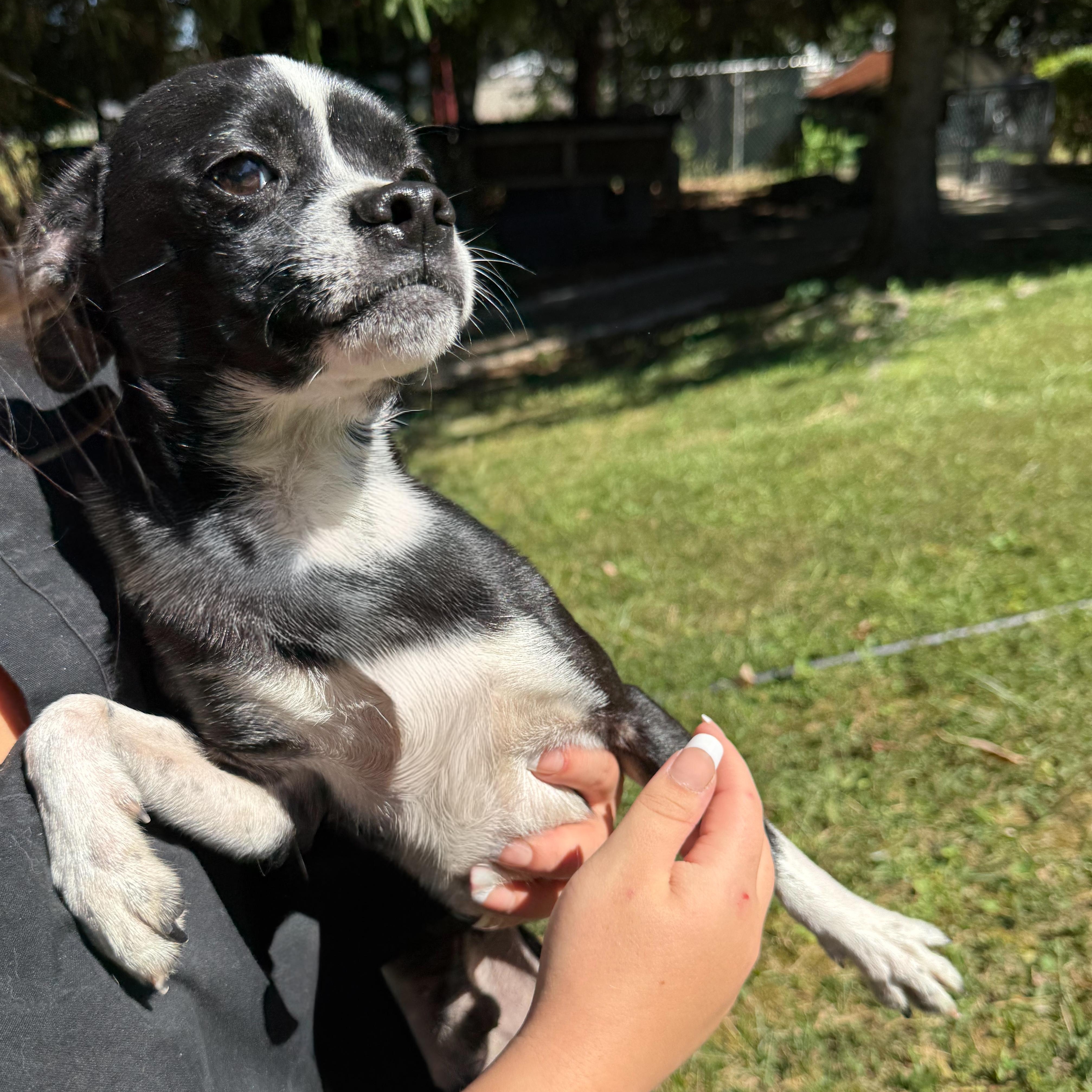 Dubble Bubble, a Adoptable mixed breed in Latrobe, PA image 6/6