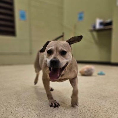 Daphne - ADOPTION FEE WAIVED!