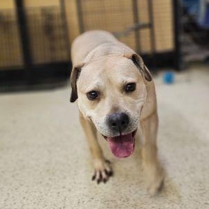 Enlarge Daphne - ADOPTION FEE WAIVED!, a Adoptable mixed breed in Muncie, IN image 5/6