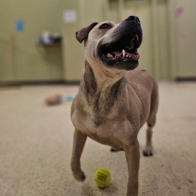 Daphne, Adoptable, Young Female Terrier.