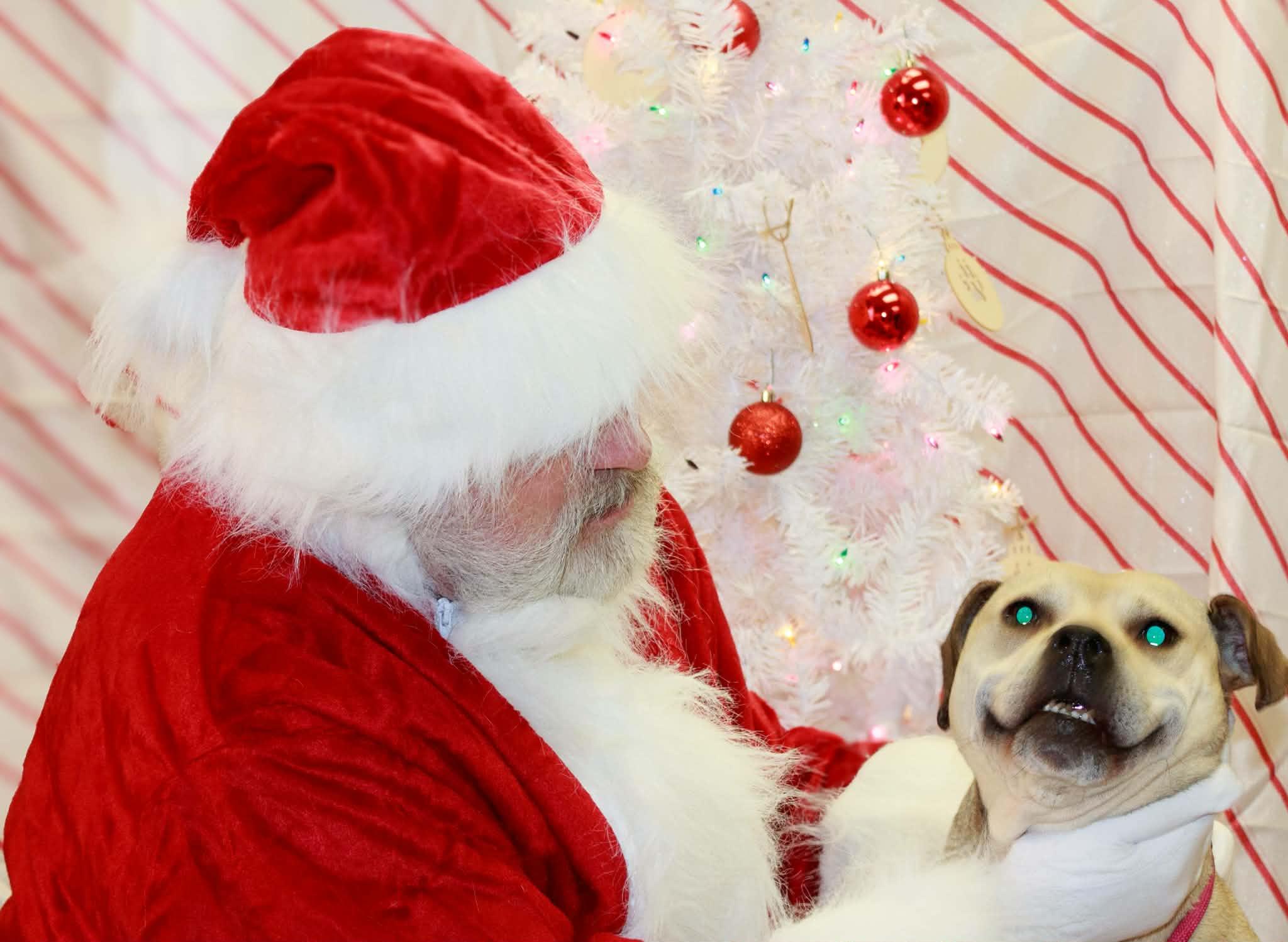 Enlarge Daphne - ADOPTION FEE WAIVED!, a Adoptable mixed breed in Muncie, IN image 2/6