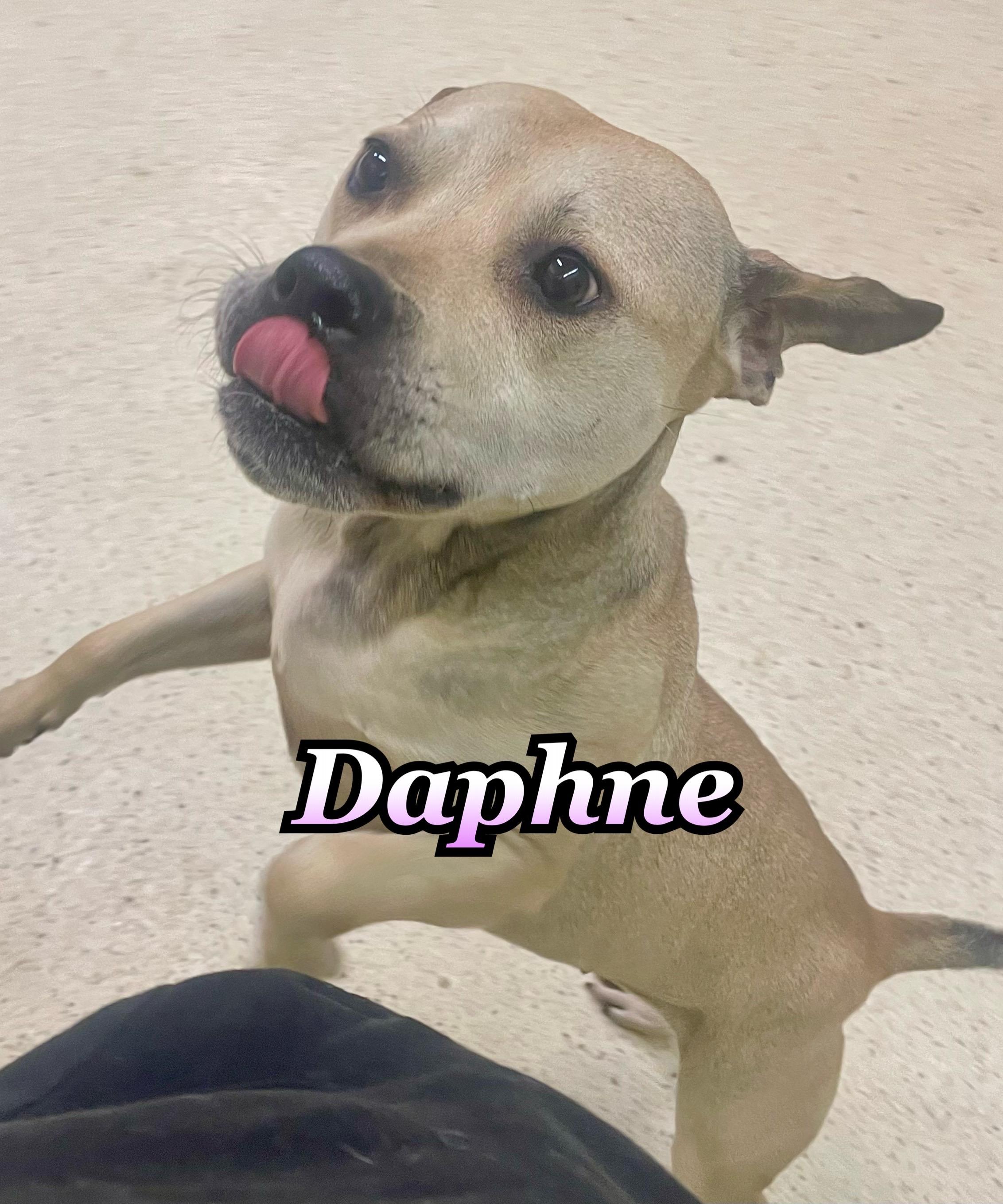 Daphne