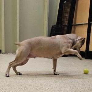 Enlarge Daphne - ADOPTION FEE WAIVED!, a Adoptable mixed breed in Muncie, IN image 6/6