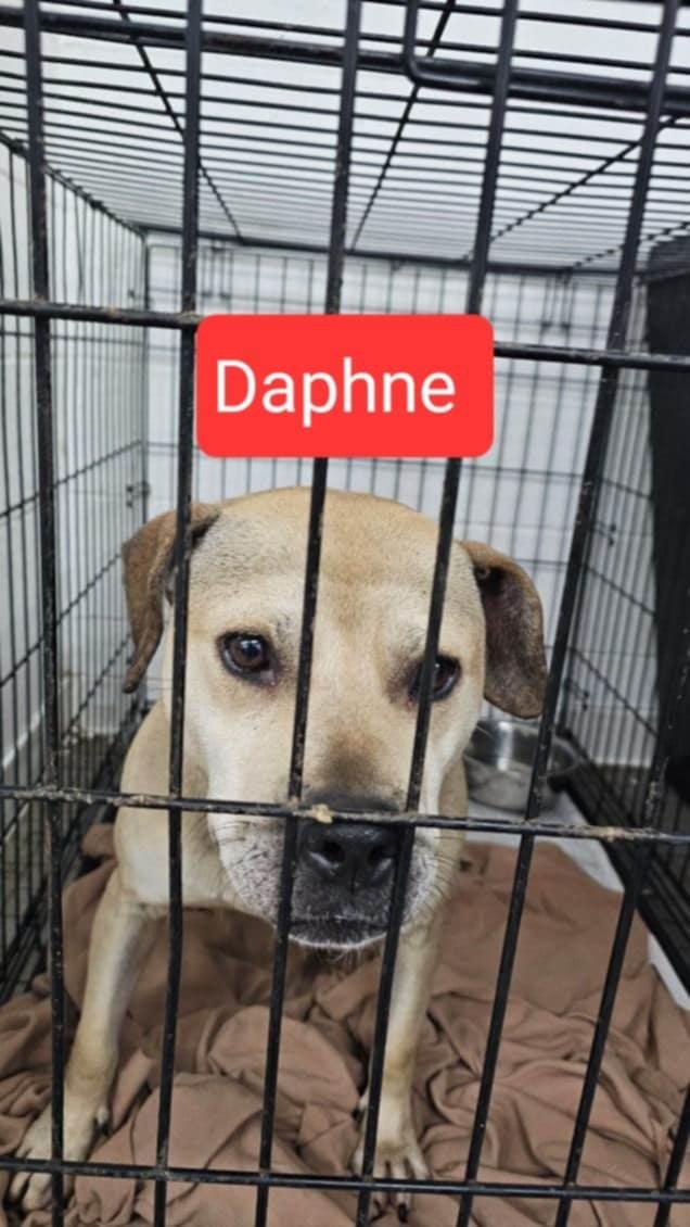 Daphne