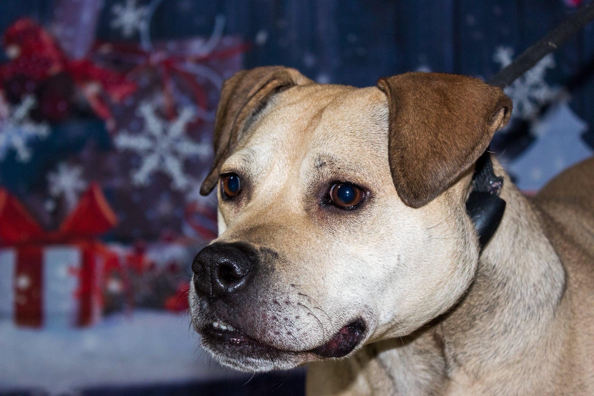 Enlarge Daphne - ADOPTION FEE WAIVED!, a Adoptable mixed breed in Muncie, IN image 3/6