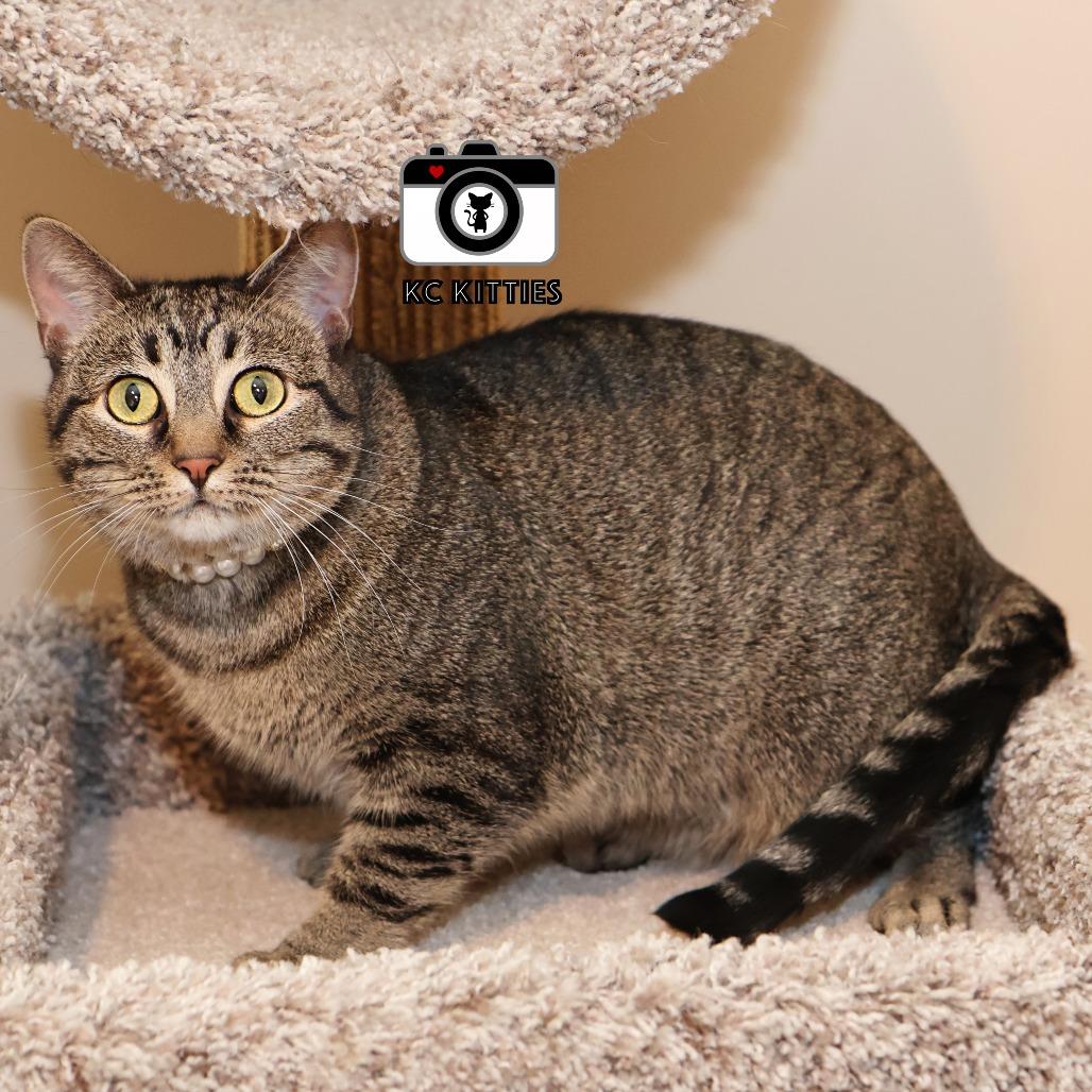 Stella, a Adoptable Domestic Short Hair in FAIRWAY, KS image 1/6