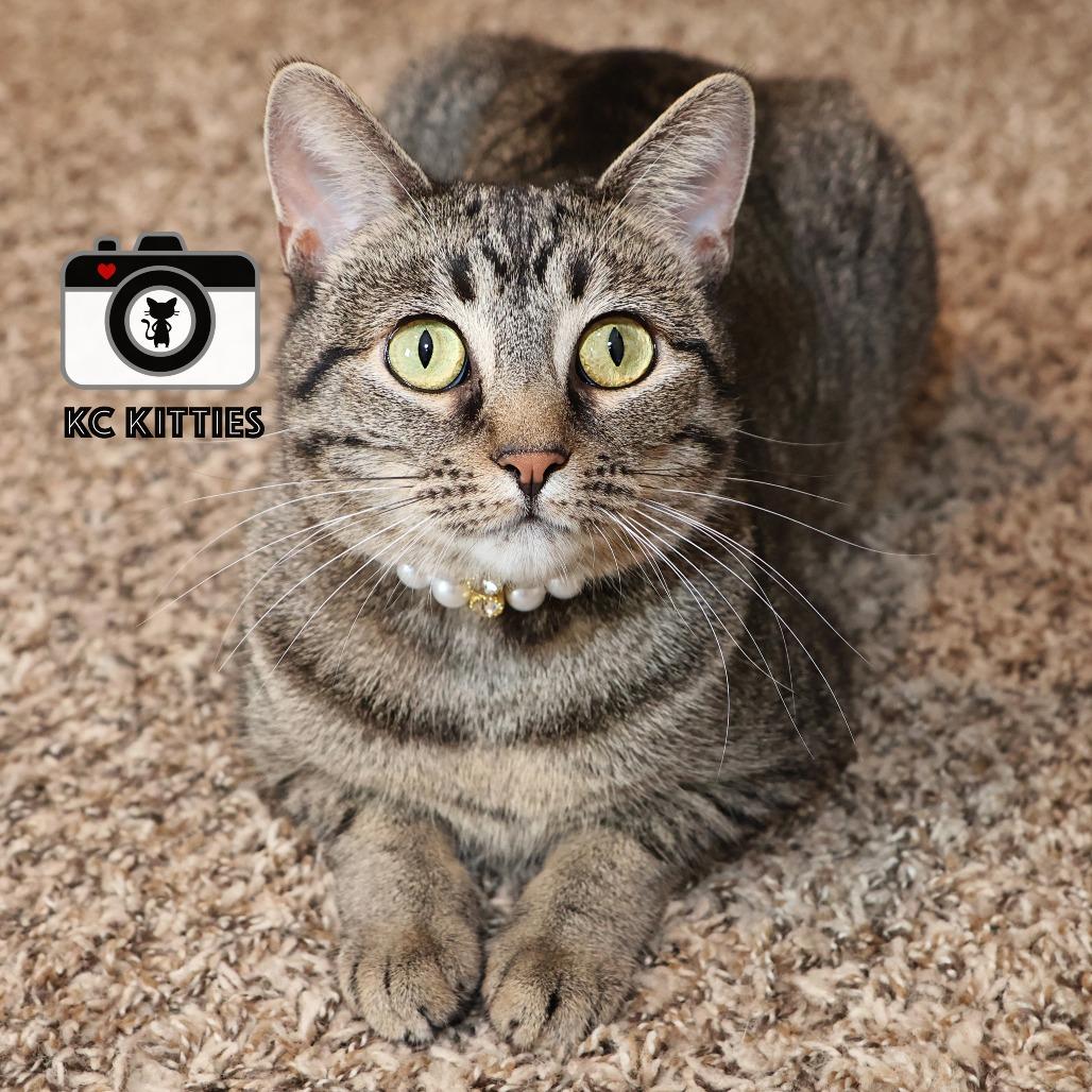 Stella, a Adoptable Domestic Short Hair in FAIRWAY, KS image 2/6
