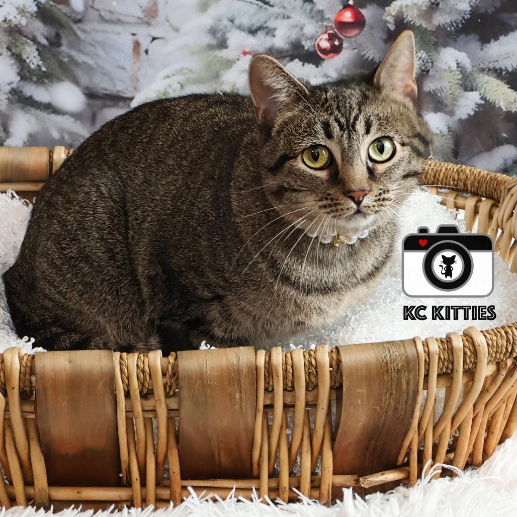 Stella, a Adoptable Domestic Short Hair in FAIRWAY, KS image 3/6