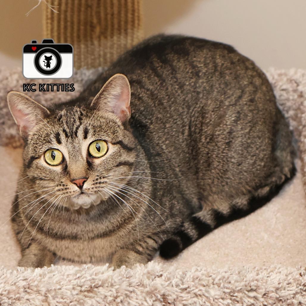 Stella, a Adoptable Domestic Short Hair in FAIRWAY, KS image 4/6