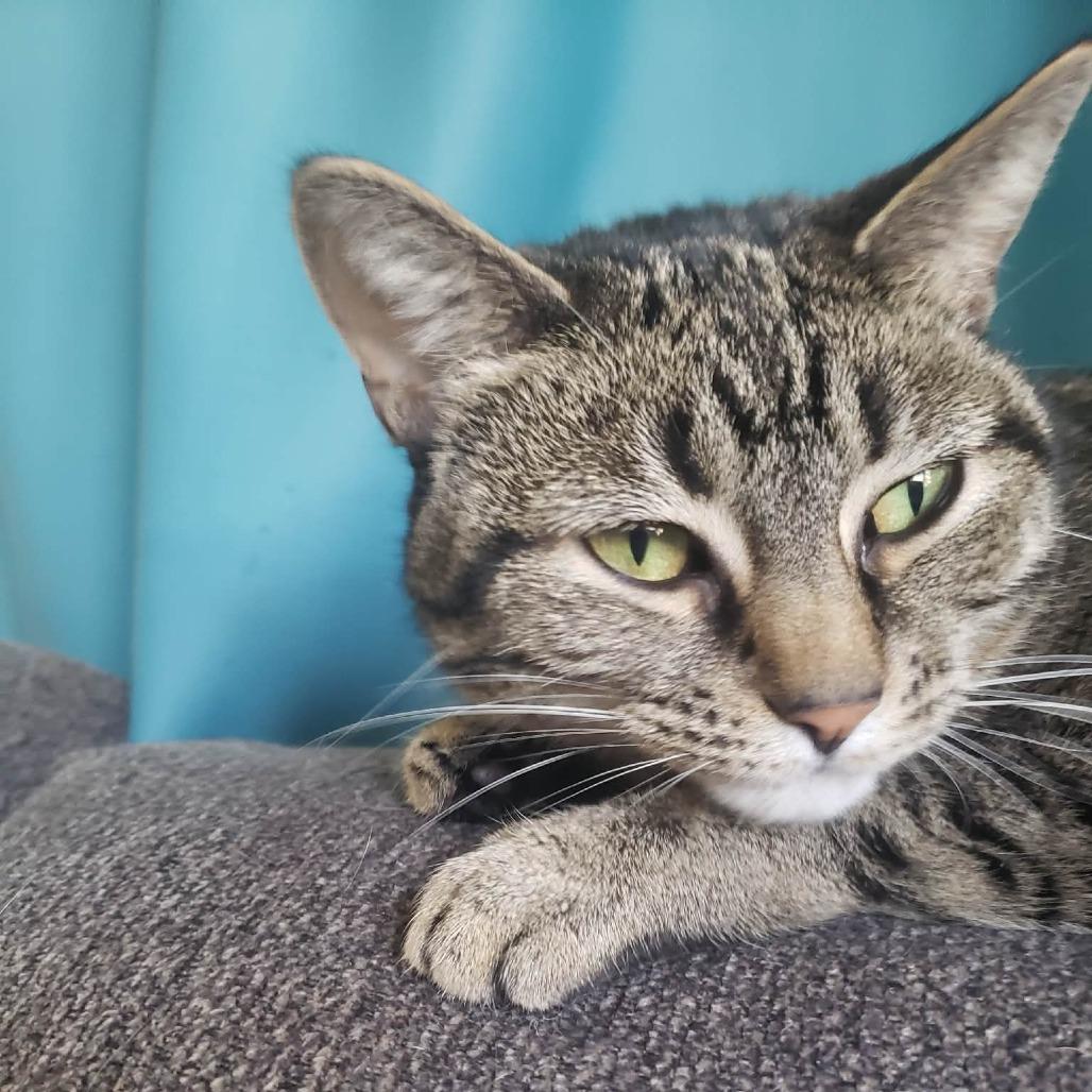 Enlarge Stella, a Adoptable Domestic Short Hair in FAIRWAY, KS image 1/6