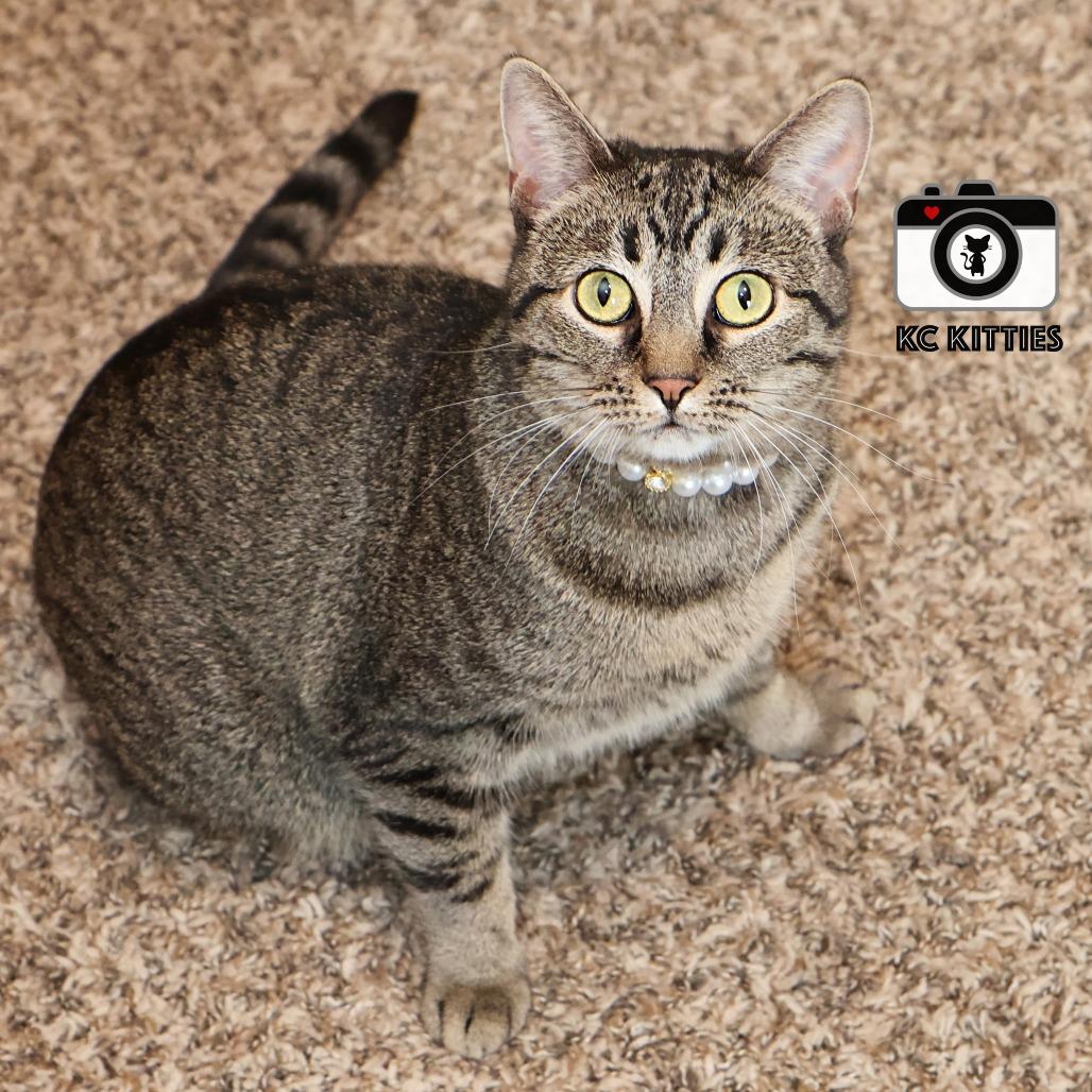 Stella, a Adoptable Domestic Short Hair in FAIRWAY, KS image 3/6