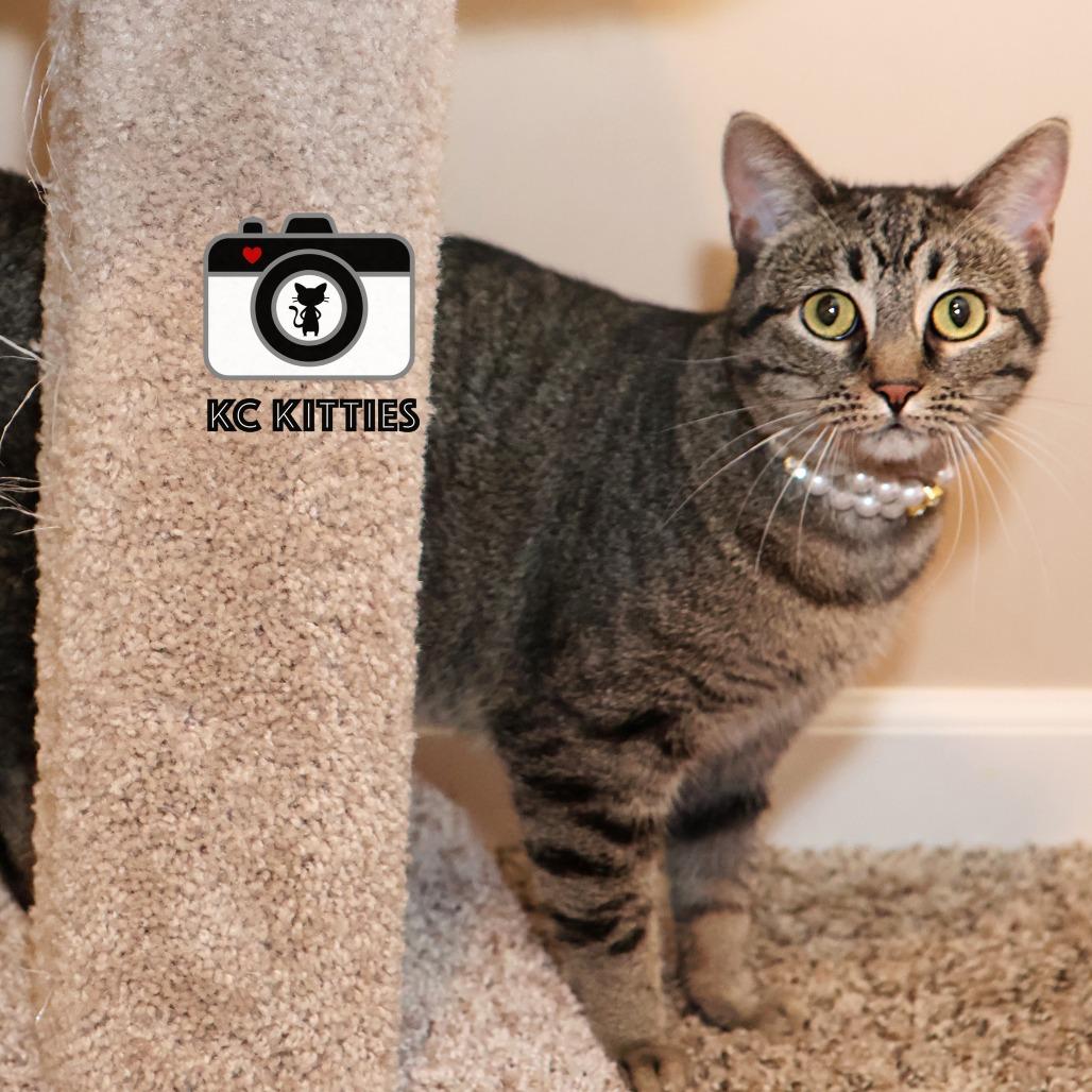 Stella, a Adoptable Domestic Short Hair in FAIRWAY, KS image 5/6