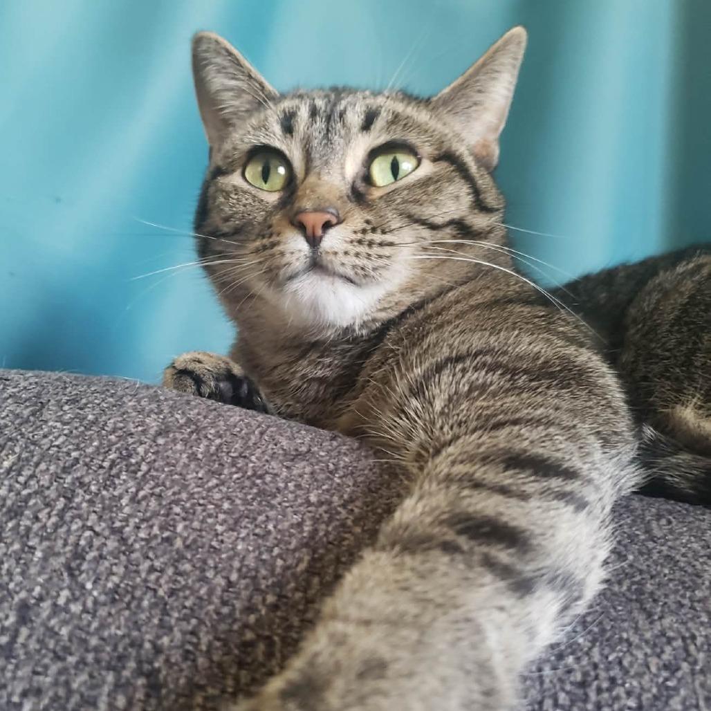 Enlarge Stella, a Adoptable Domestic Short Hair in FAIRWAY, KS image 2/6