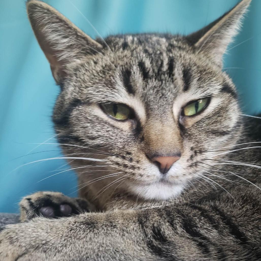 Enlarge Stella, a Adoptable Domestic Short Hair in FAIRWAY, KS image 3/6