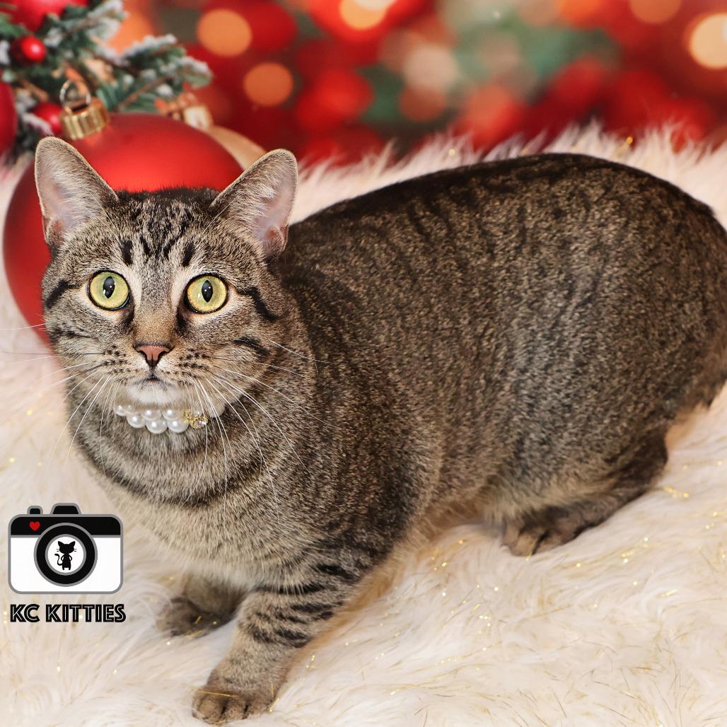 Stella, Adoptable, Adult Female Domestic Short Hair.