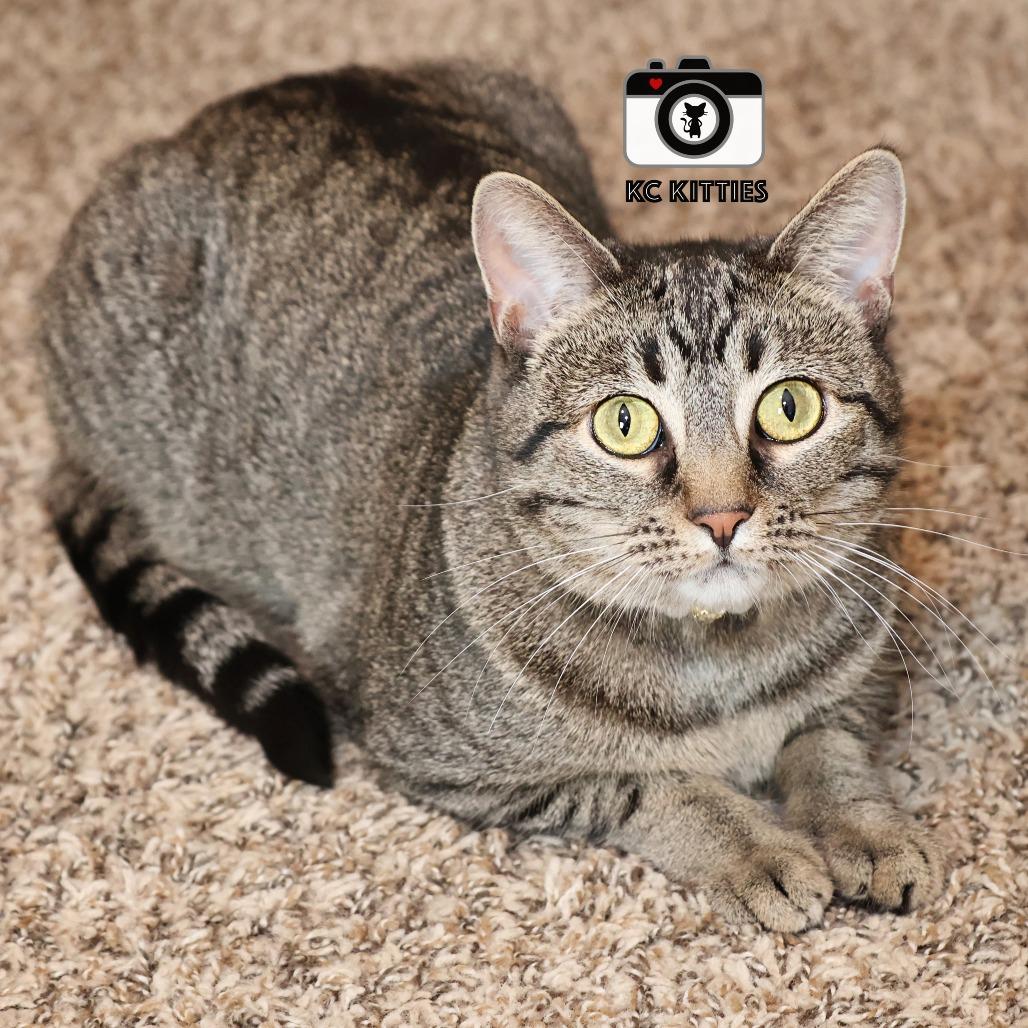 Stella, a Adoptable Domestic Short Hair in FAIRWAY, KS image 6/6