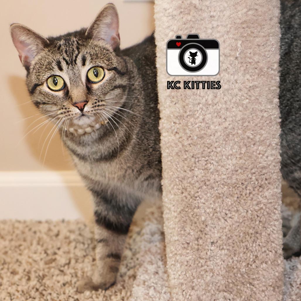 Stella, a Adoptable Domestic Short Hair in FAIRWAY, KS image 4/6