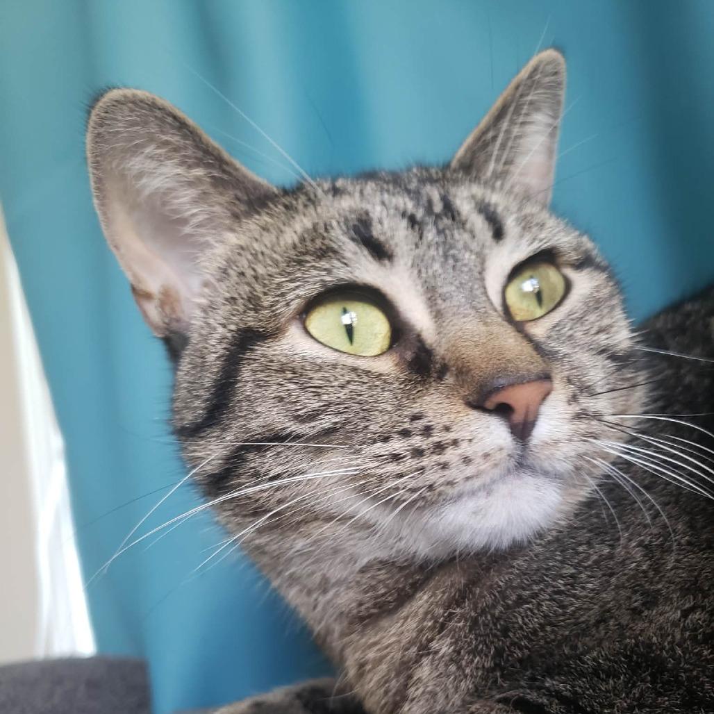Enlarge Stella, a Adoptable Domestic Short Hair in FAIRWAY, KS image 4/6
