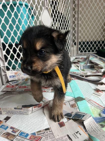 Enlarge Pixie, a Adopted Mixed Breed in Montrose, PA image 1/1