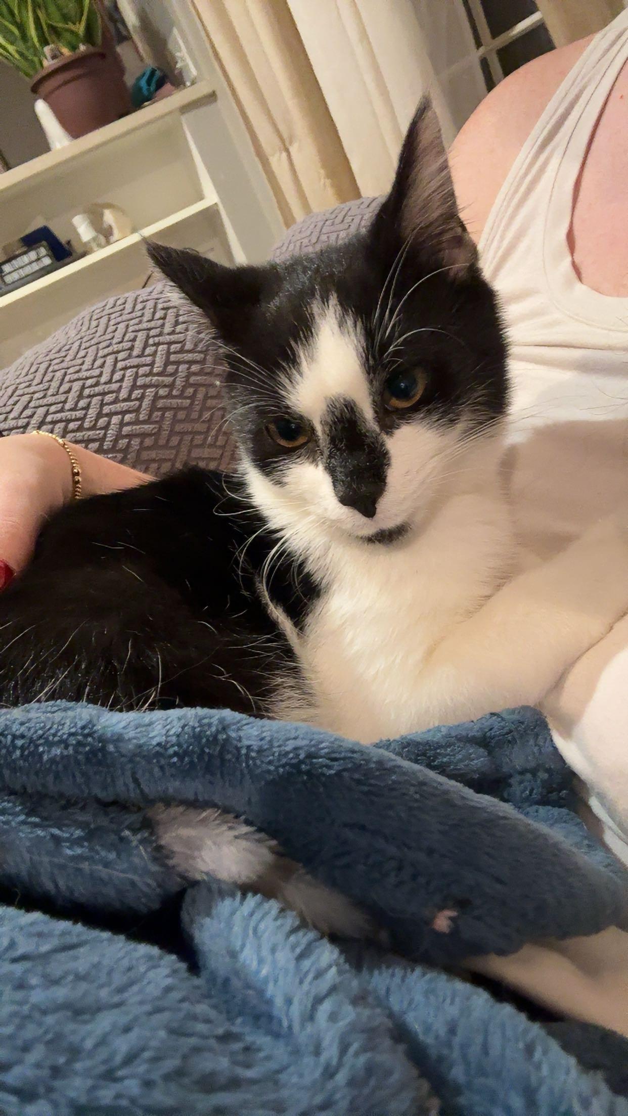 Enlarge Pepe, a Adoptable Domestic Short Hair in Morgantown, WV image 2/2