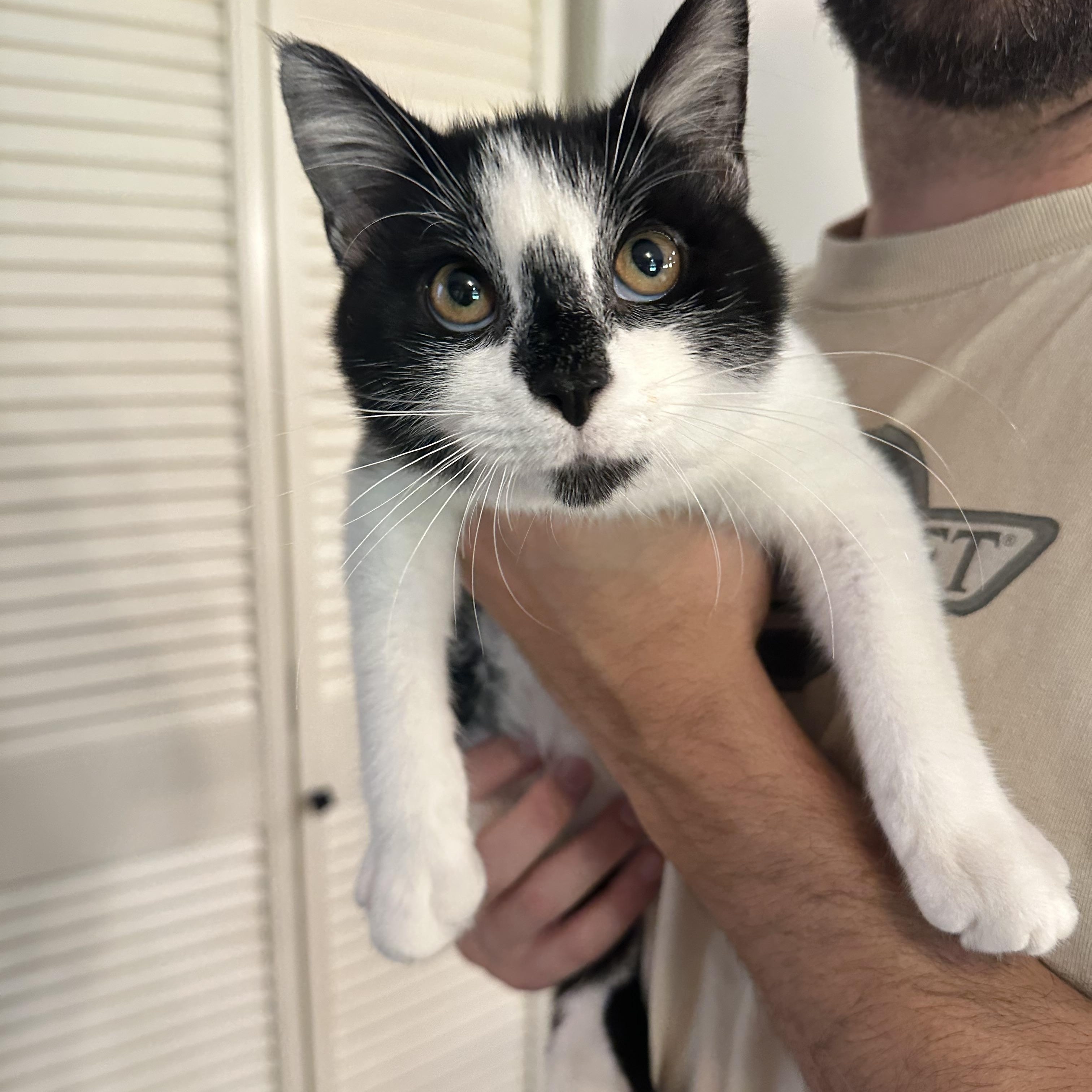 Enlarge Pepe, a Adoptable Domestic Short Hair in Morgantown, WV image 1/2