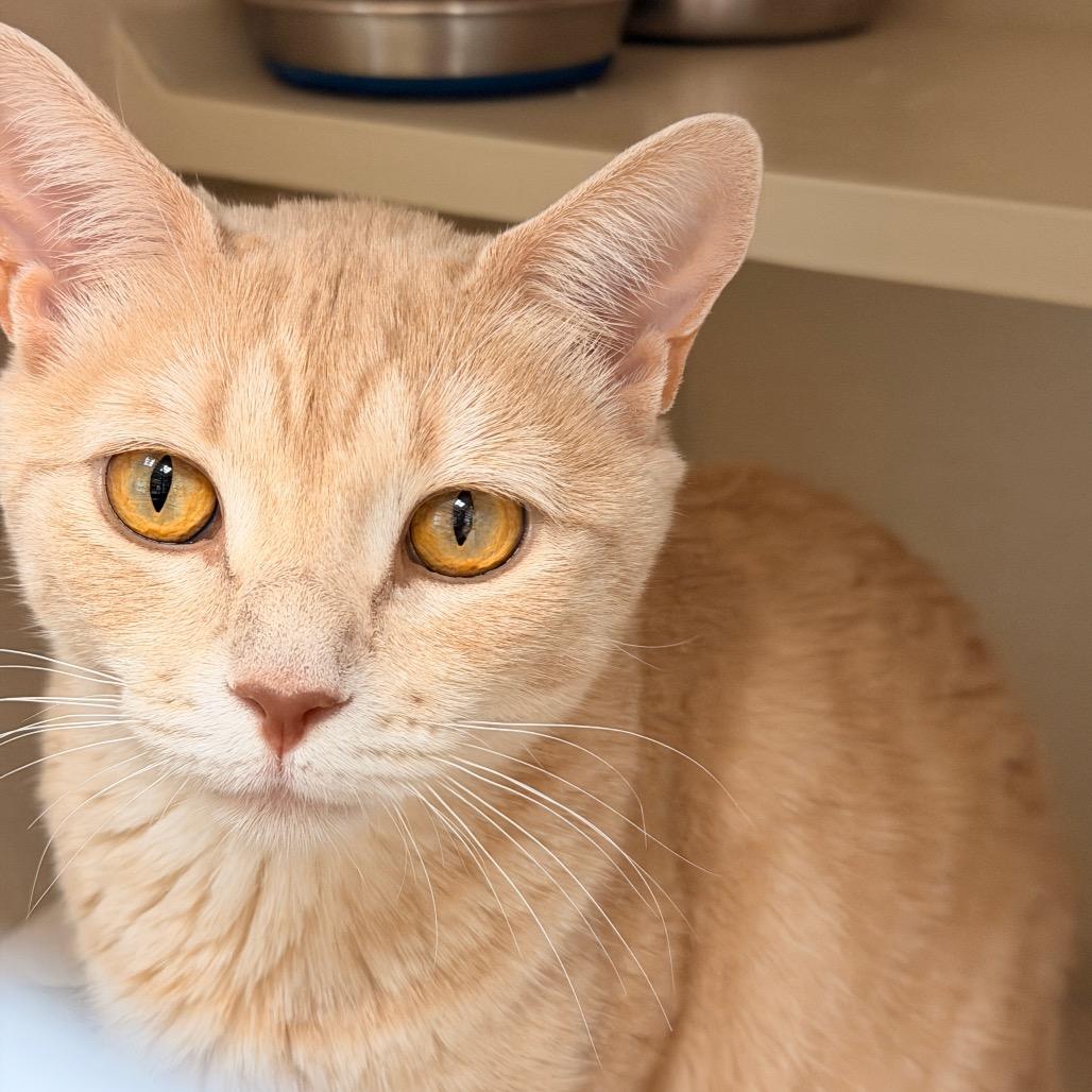 Enlarge Jezebel, a Adoptable Domestic Short Hair in Pagosa Springs, CO image 1/1