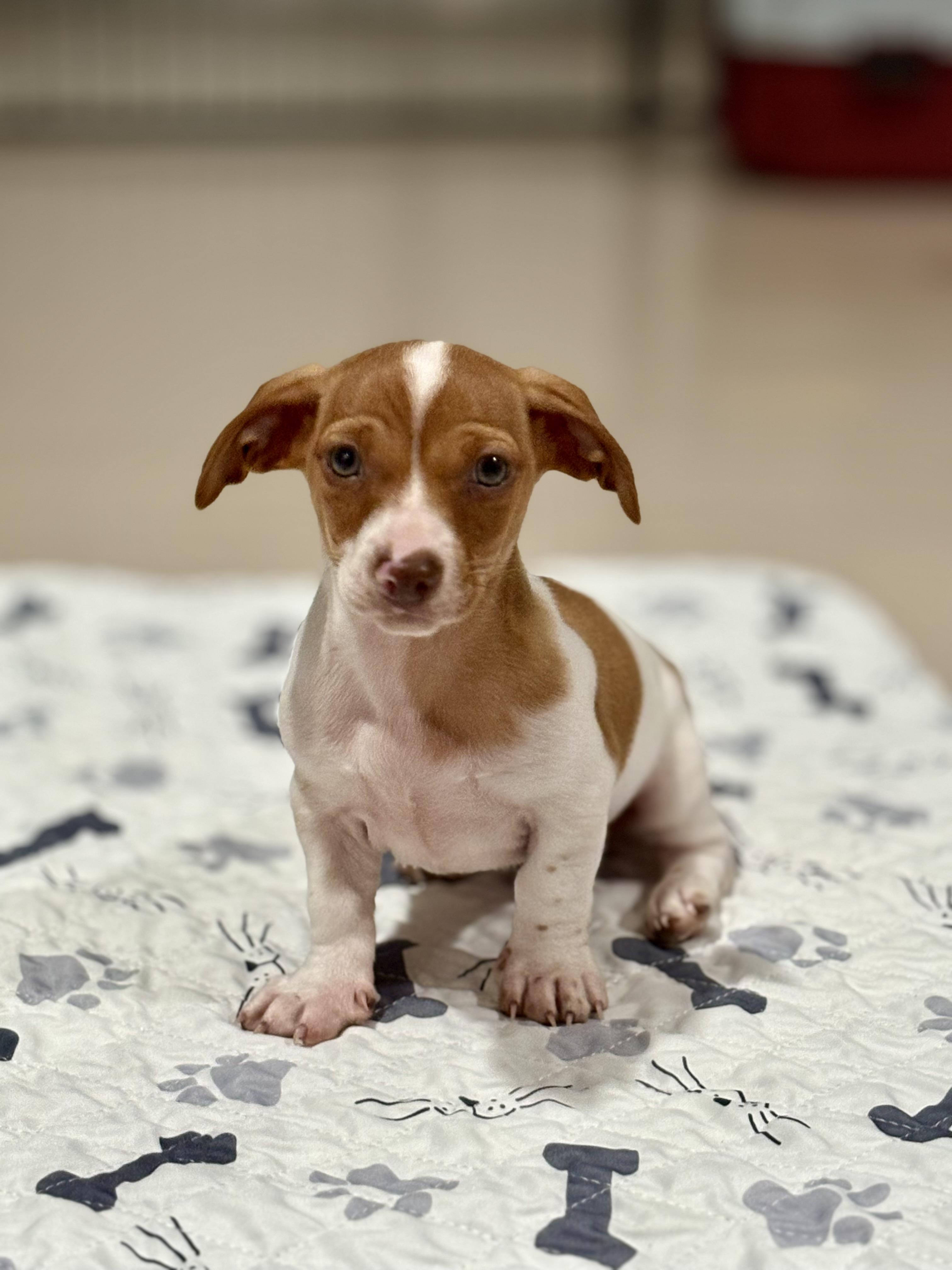 Enlarge Bubba, an adopted mixed breed in Inverness, FL image 3/5