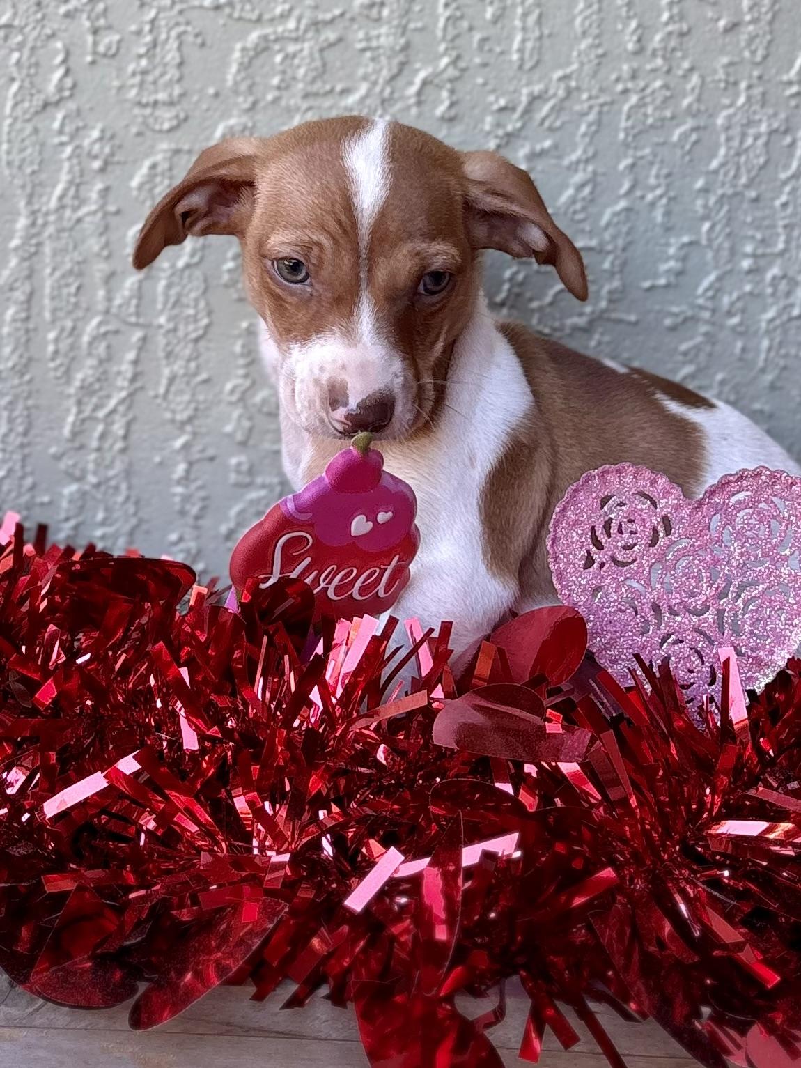 Enlarge Bubba, an adopted mixed breed in Inverness, FL image 2/5